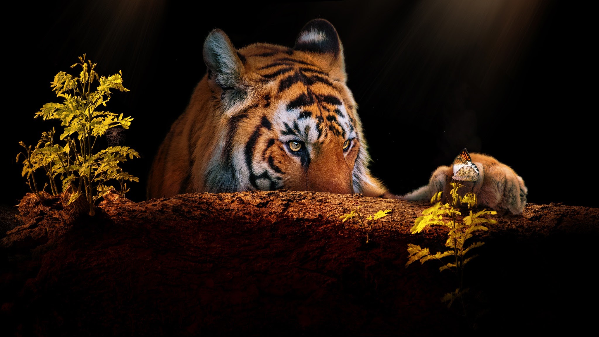 Free download wallpaper Cats, Butterfly, Tiger, Animal on your PC desktop
