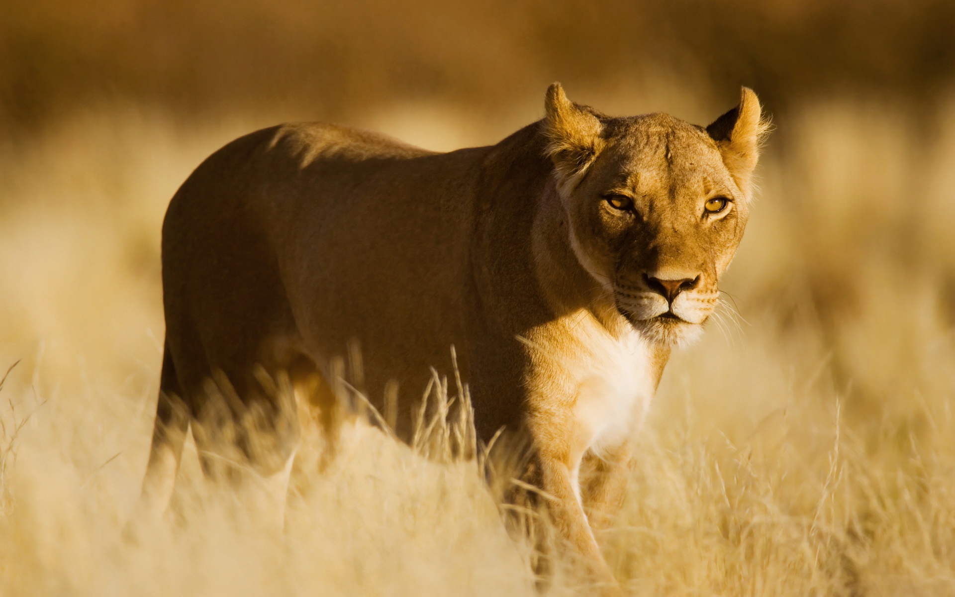 Téléchargez gratuitement l'image Animaux, Chats, Lion sur le bureau de votre PC