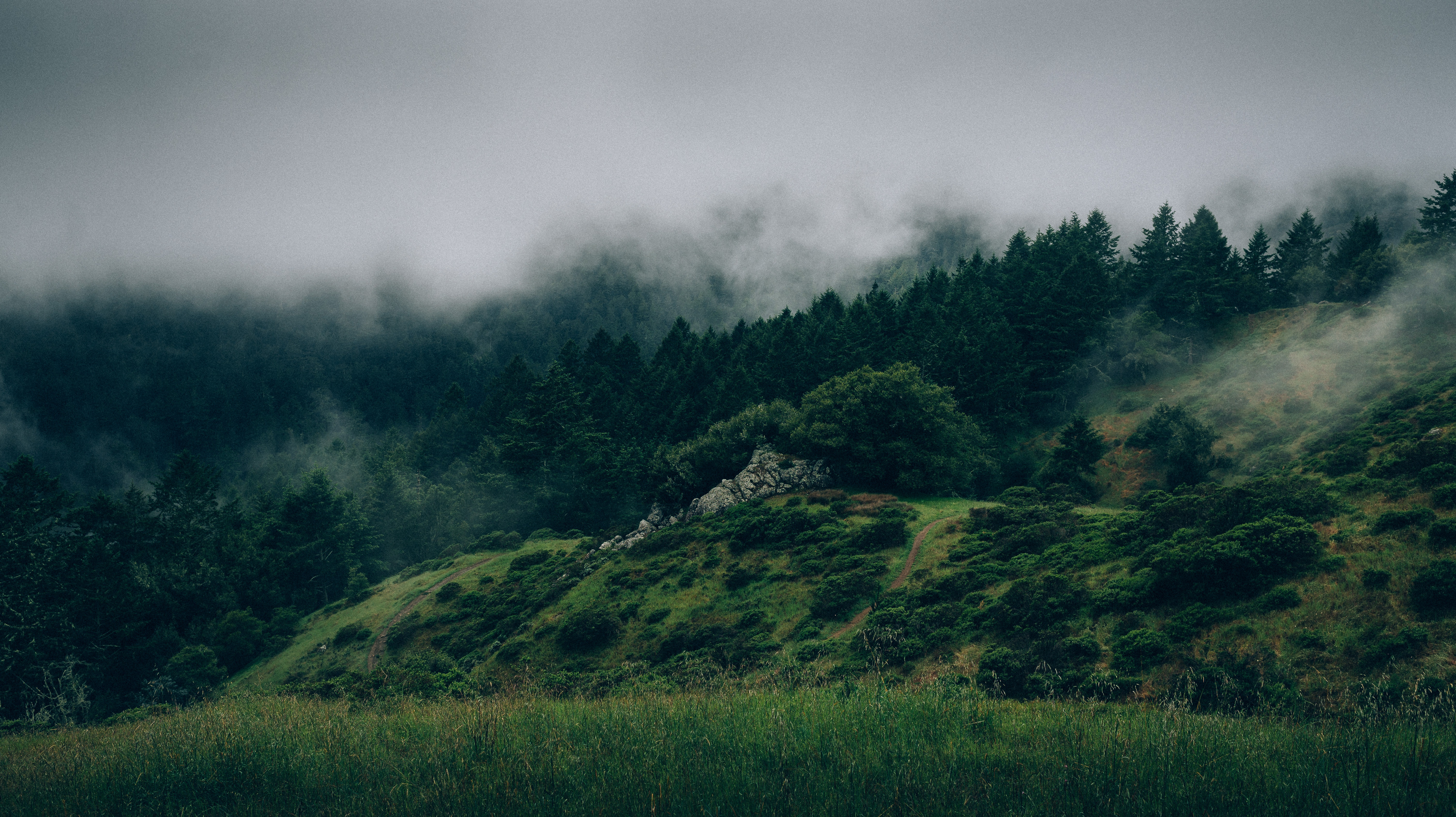 Téléchargez gratuitement l'image Brouillard, Herbe, Forêt, Nature, Arbres sur le bureau de votre PC