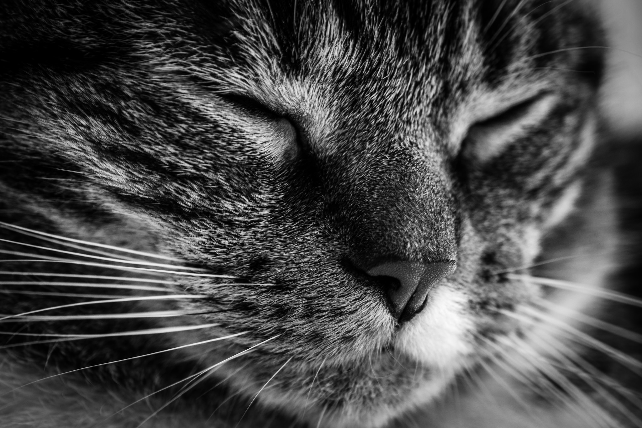 Laden Sie das Tiere, Katzen, Katze, Nahansicht, Schlafen, Schwarz Weiß-Bild kostenlos auf Ihren PC-Desktop herunter