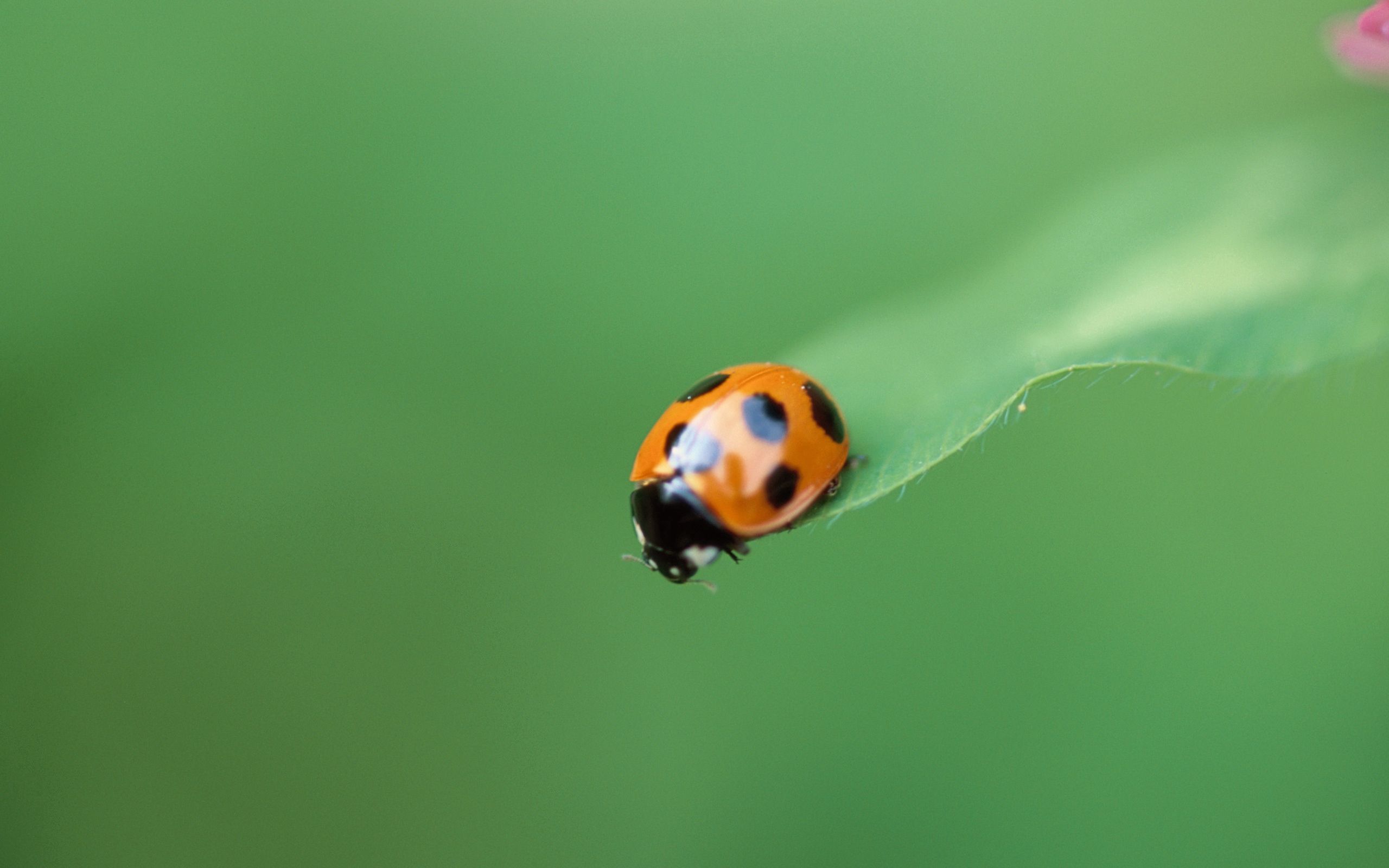 Free download wallpaper Macro, Blur, Smooth, Insect, Ladybug, Ladybird, Crawl, Plant on your PC desktop
