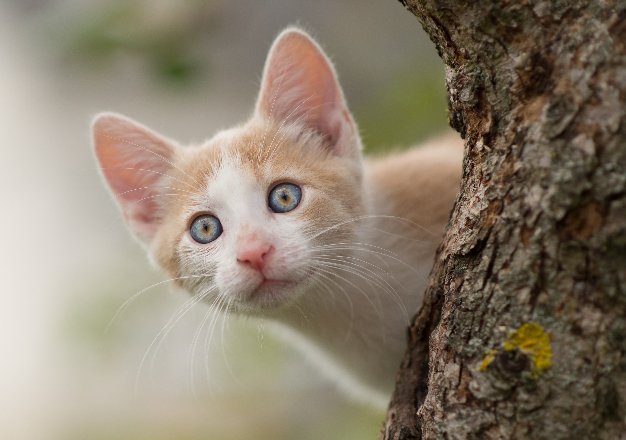 Handy-Wallpaper Tiere, Katzen, Katze, Kätzchen, Tierbaby kostenlos herunterladen.