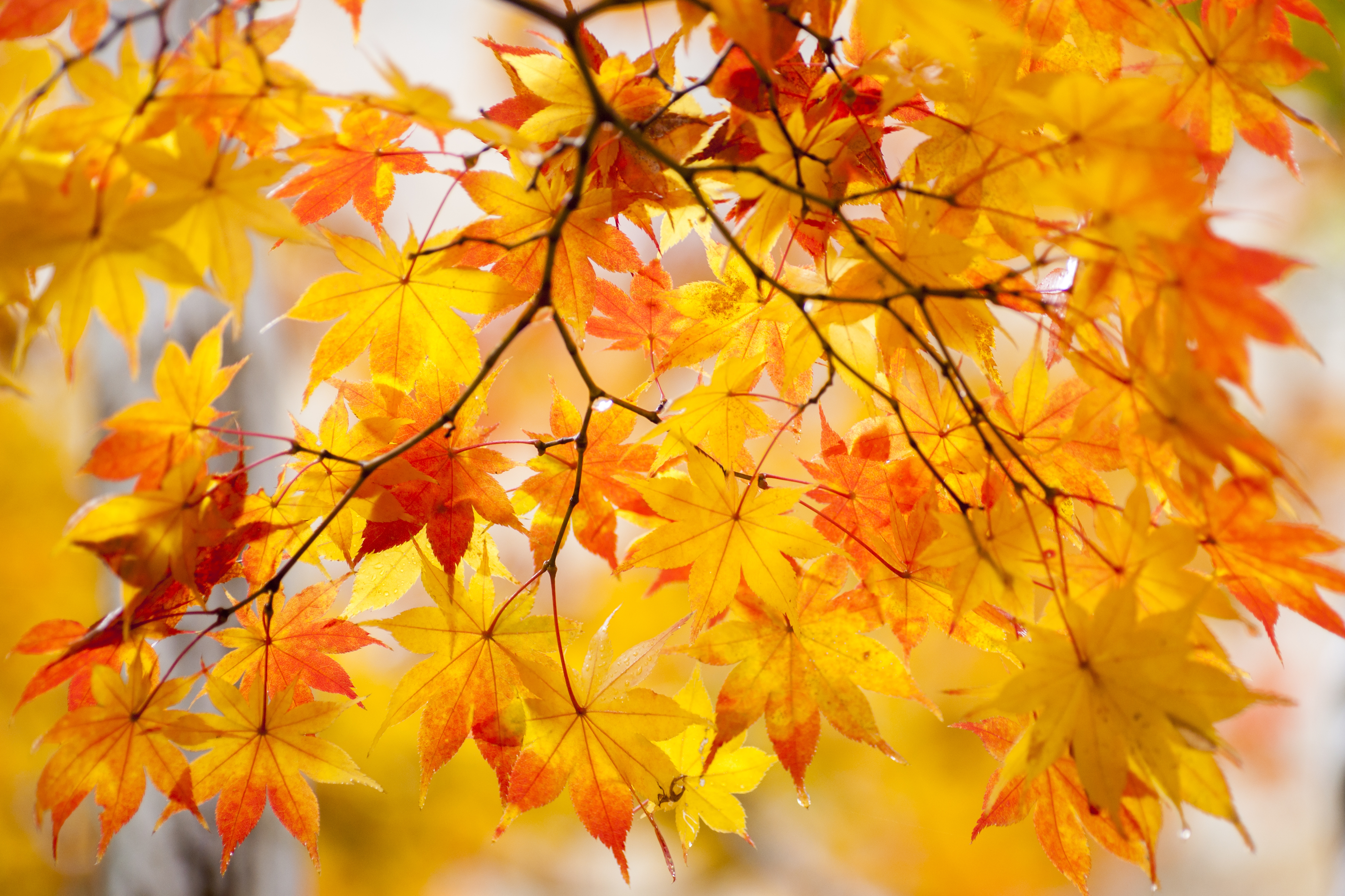 Скачать картинку Осень, Золото, Лист, Ветка, Земля/природа в телефон бесплатно.