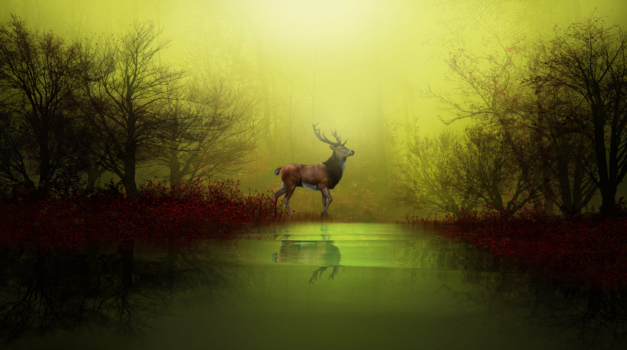 Free download wallpaper Reflection, Animal, Deer on your PC desktop