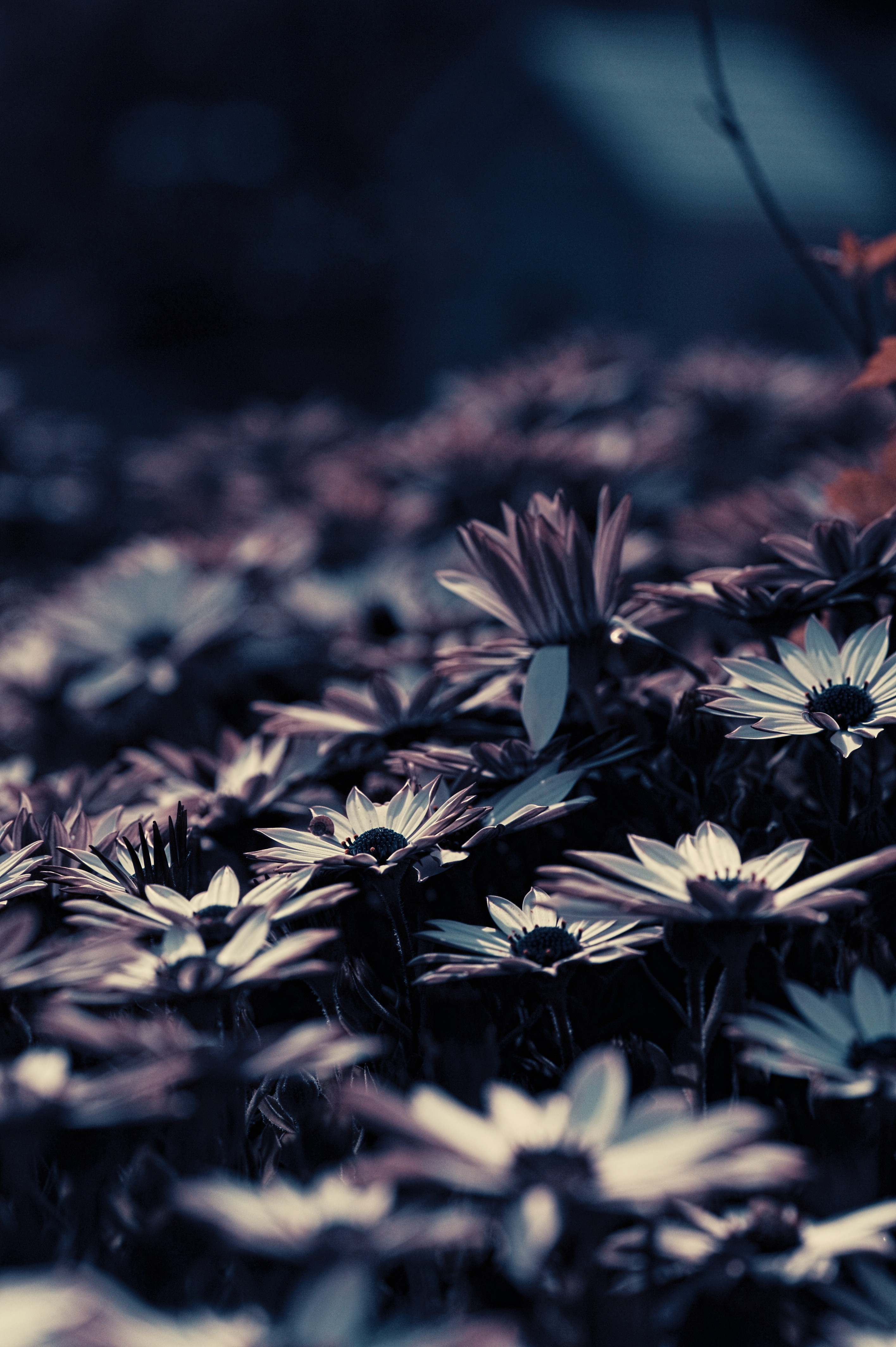 Free download wallpaper Flowers, Smooth, Flower Bed, Flowerbed, Blur on your PC desktop