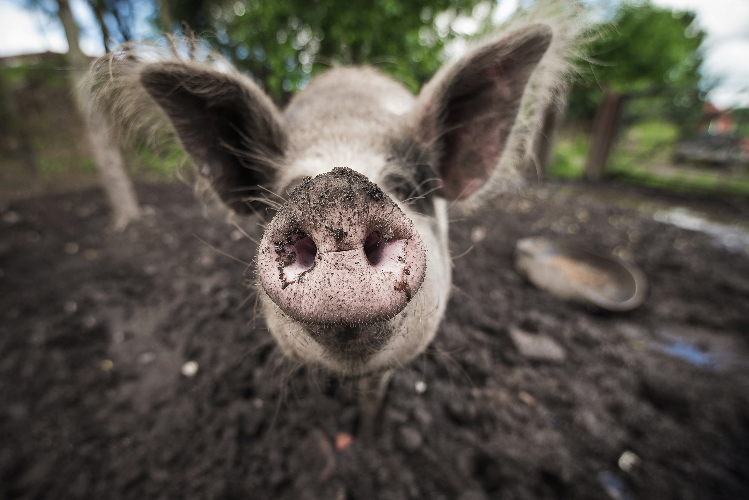 Download mobile wallpaper Animal, Pig for free.
