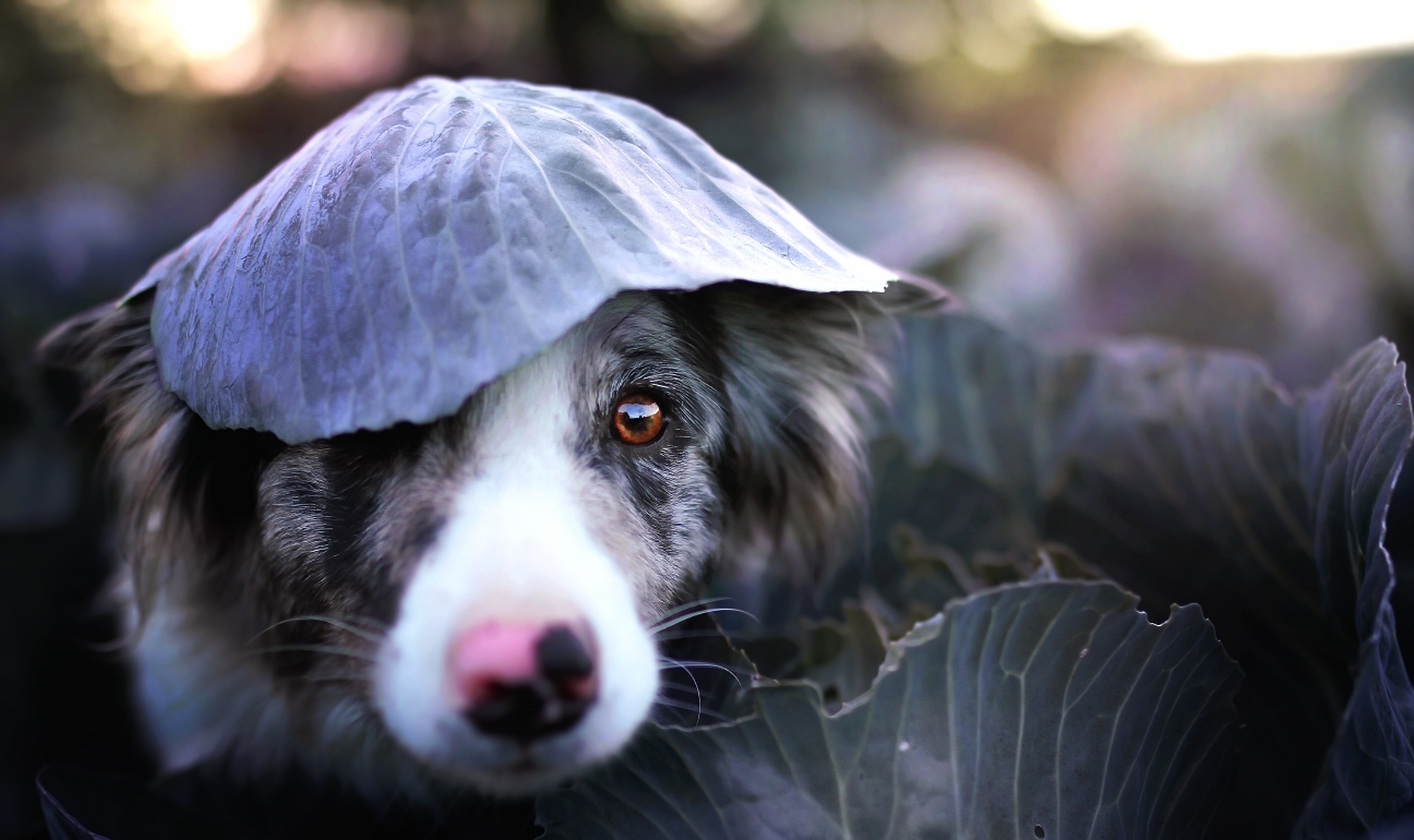 Handy-Wallpaper Tiere, Hunde, Hund, Schnauze, Border Collie, Tiefenschärfe kostenlos herunterladen.