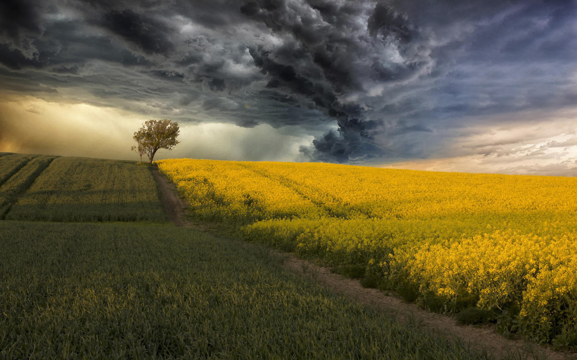 Download mobile wallpaper Sky, Dark, Earth, Field, Cloud, Yellow Flower, Canola, Lonely Tree for free.
