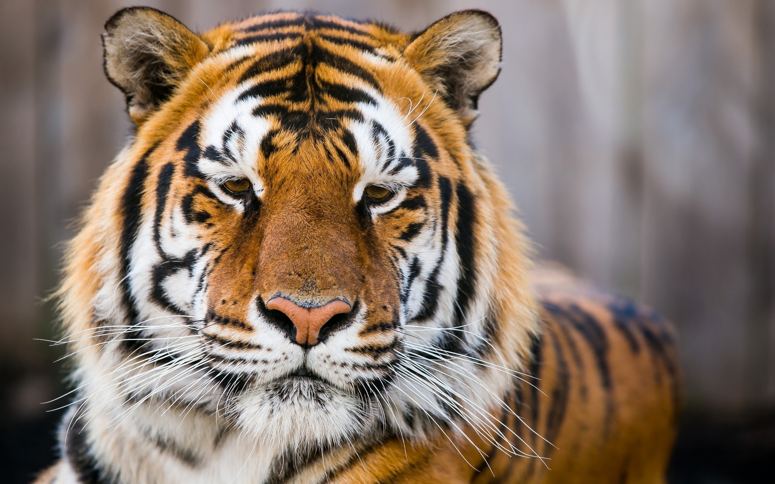 Baixar papel de parede para celular de Animais, Gatos, Tigre gratuito.