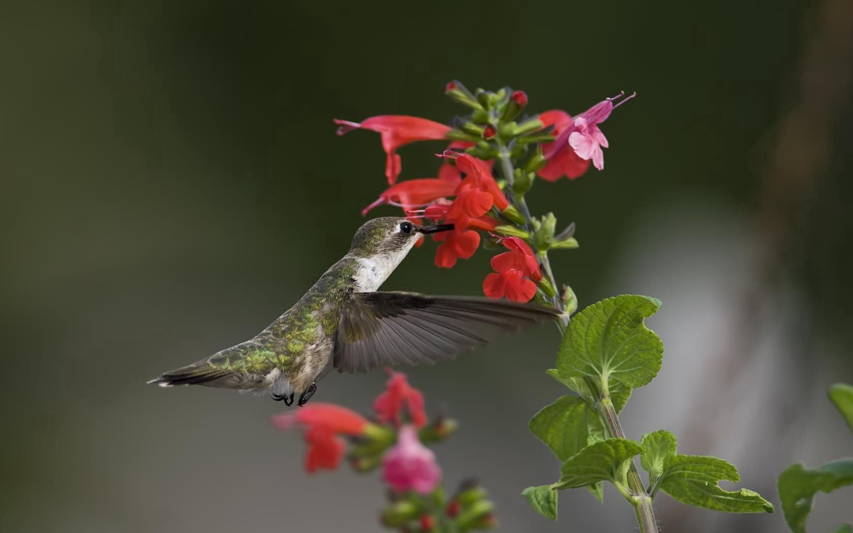 Download mobile wallpaper Greens, Animals, Macro, Bird, Flowers, Humming Birds for free.