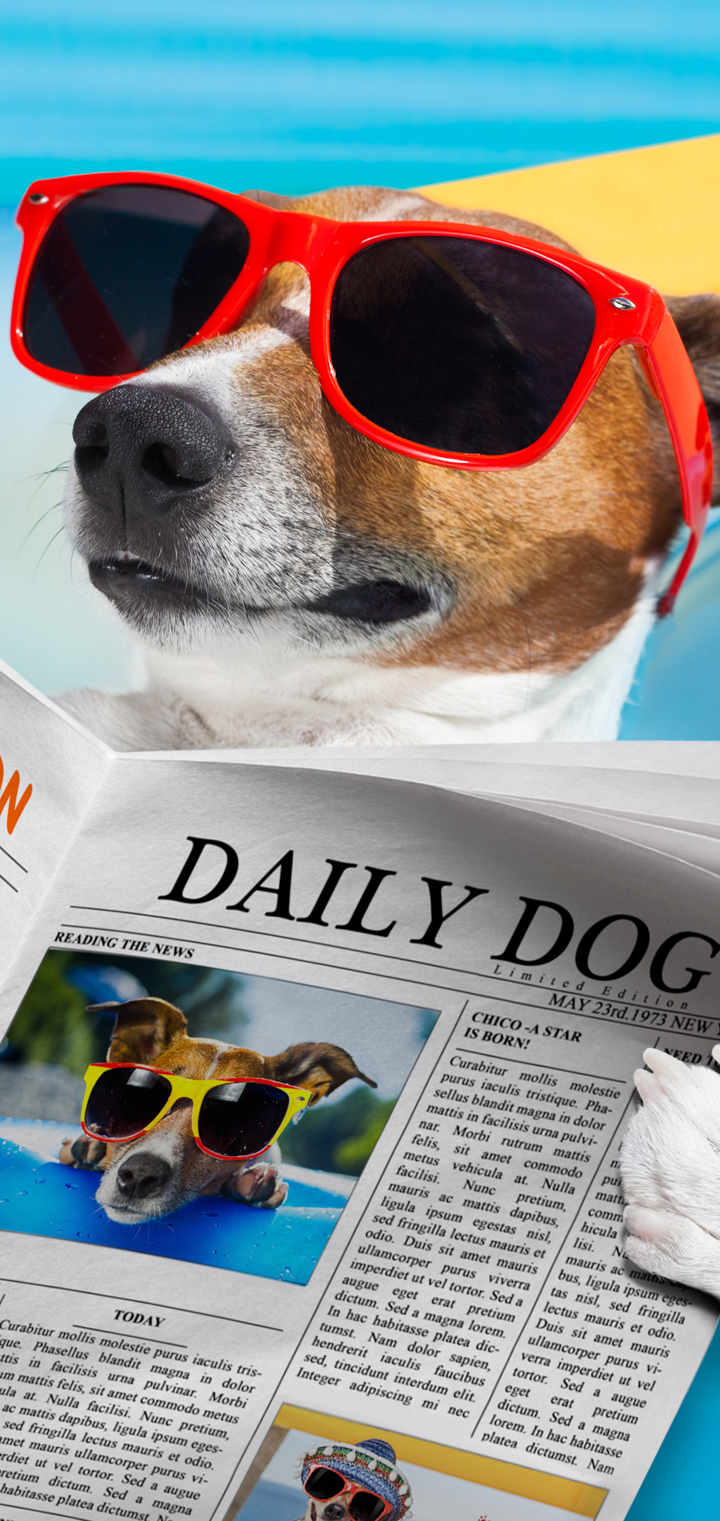 1343346 descargar fondo de pantalla humor, perro, verano, el verano, periódico, gafas de sol, jack russell terrier: protectores de pantalla e imágenes gratis