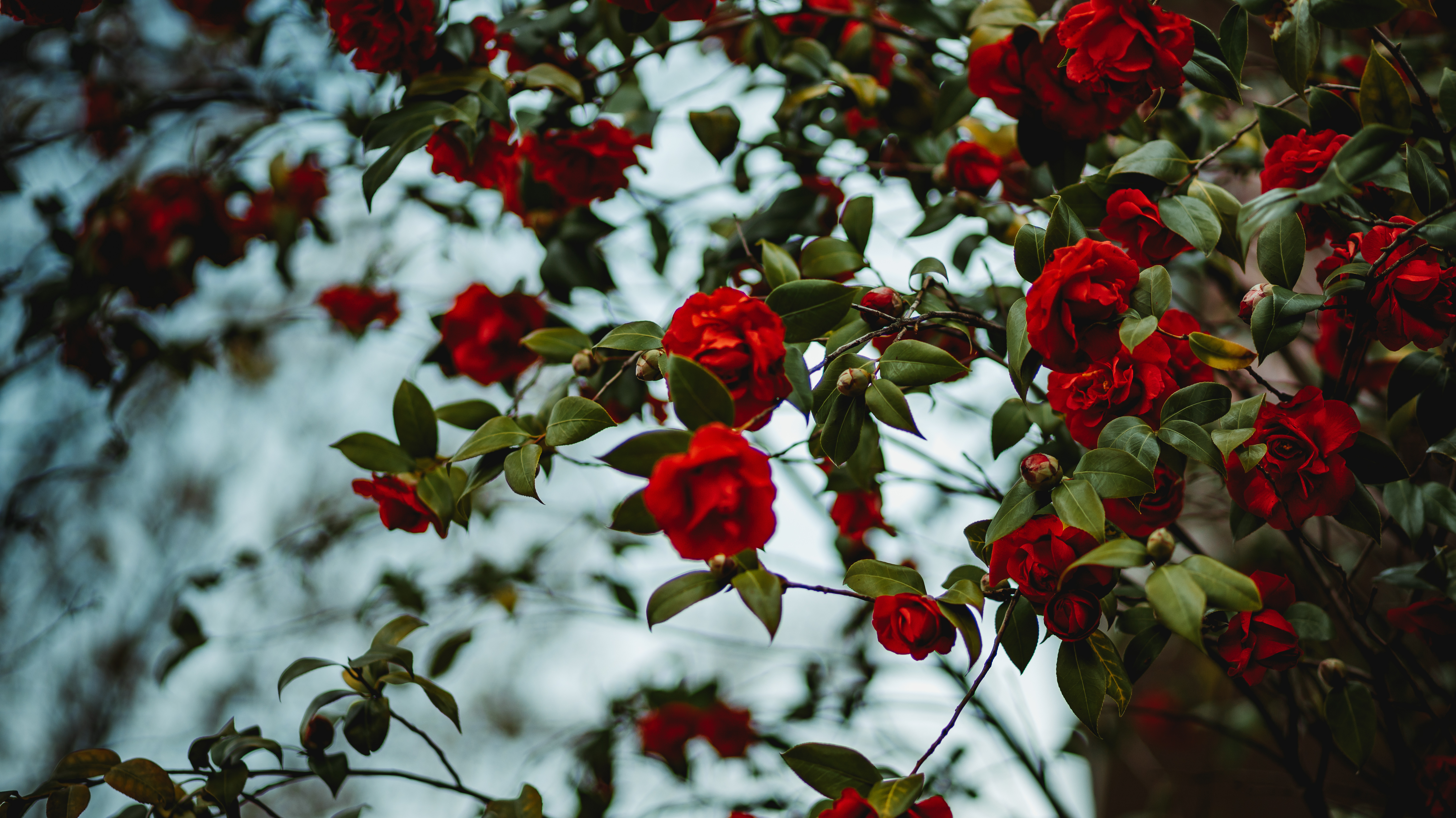 Завантажити шпалери безкоштовно Квіти, Роза, Кущ, Троянда, Цвітіння картинка на робочий стіл ПК