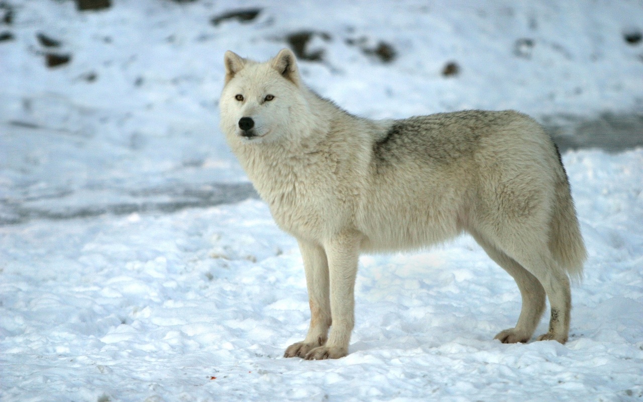 Téléchargez gratuitement l'image Animaux, Loup sur le bureau de votre PC