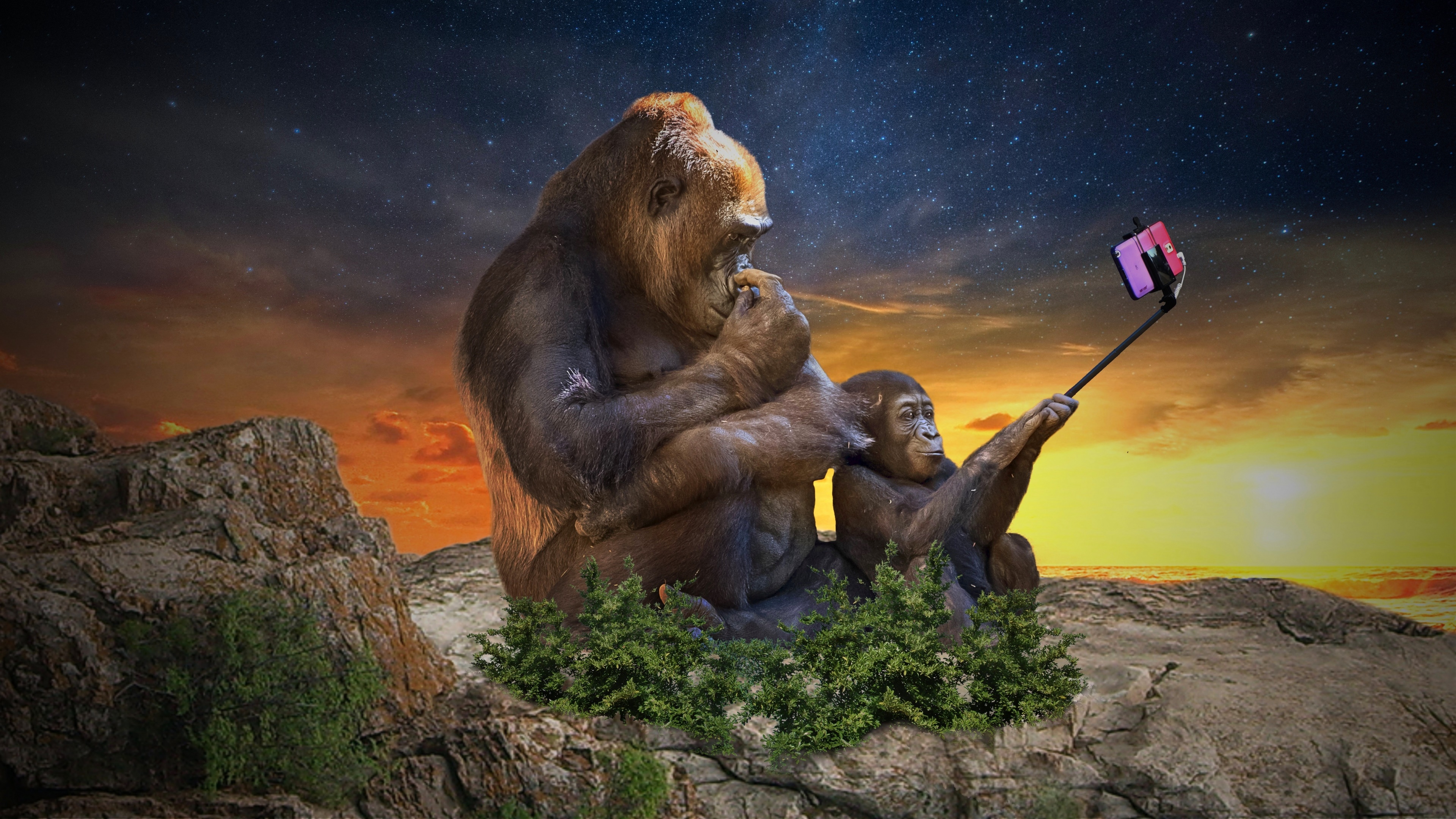 humor, animal, gorilla, selfie