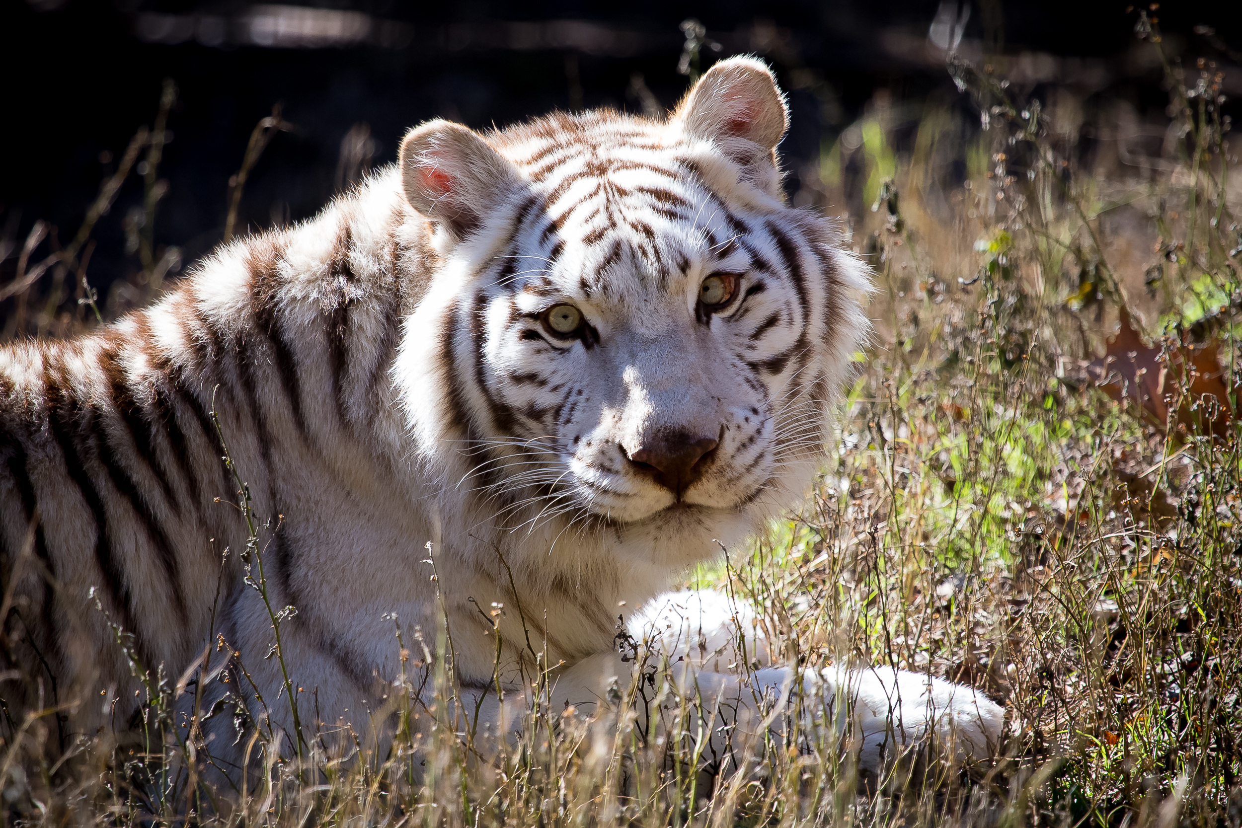 Descarga gratuita de fondo de pantalla para móvil de Tigre Blanco, Gatos, Animales.