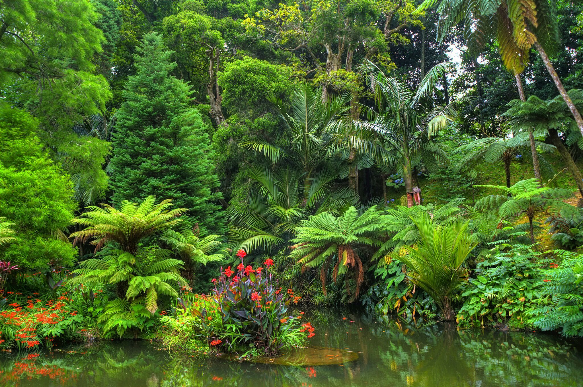 839905 descargar fondo de pantalla selva, tierra/naturaleza, jungla, flor, bosque, estanque, tropico: protectores de pantalla e imágenes gratis