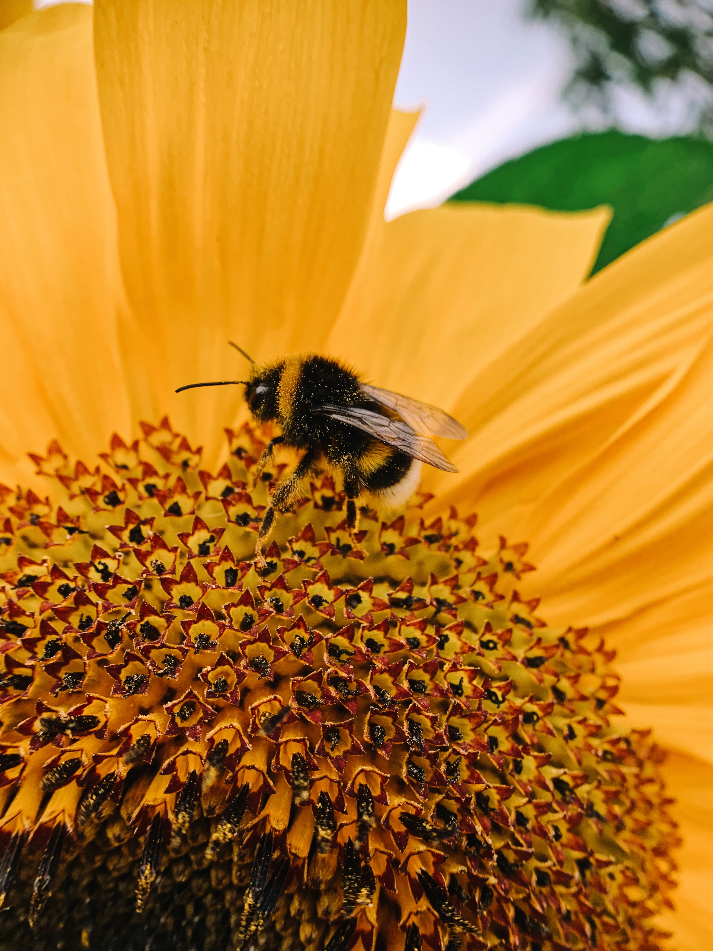 137985 descargar imagen flor, macro, pétalos, abeja, polinización: fondos de pantalla y protectores de pantalla gratis