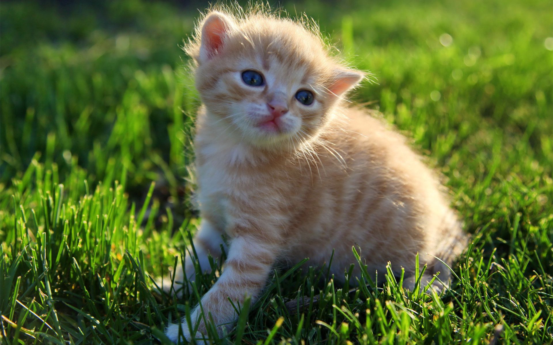 kitty, grass, animals, sit, fluffy, kitten Full HD
