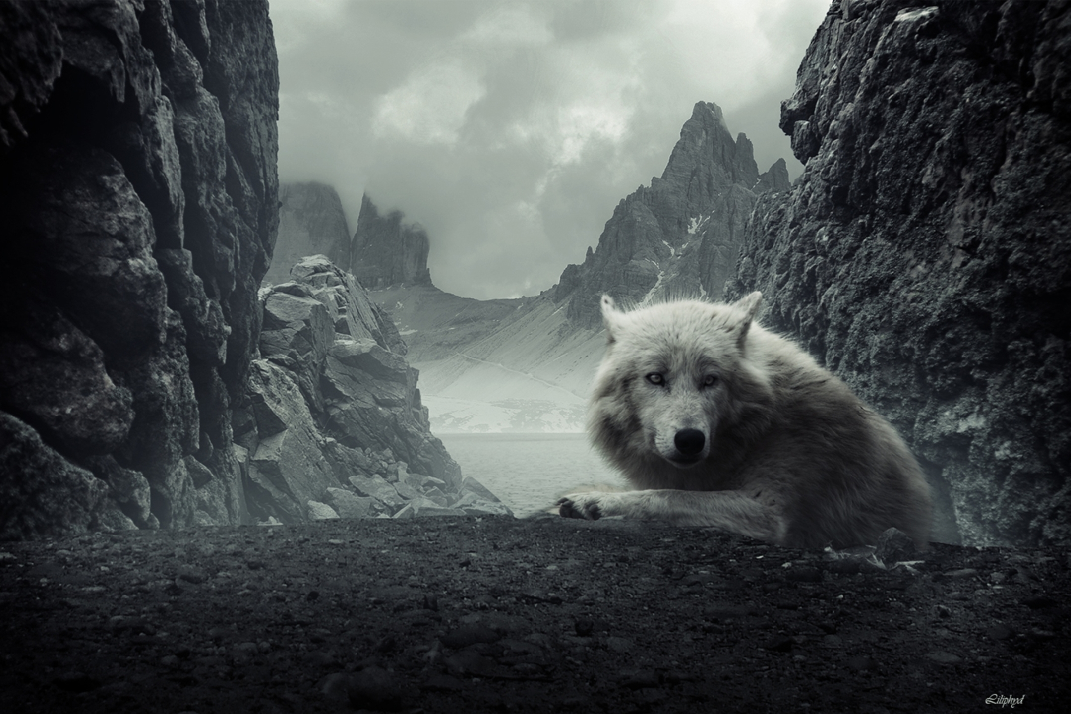 Laden Sie das Tiere, Berg, Wolf, Gebirge, Weißer Wolf, Wolves-Bild kostenlos auf Ihren PC-Desktop herunter