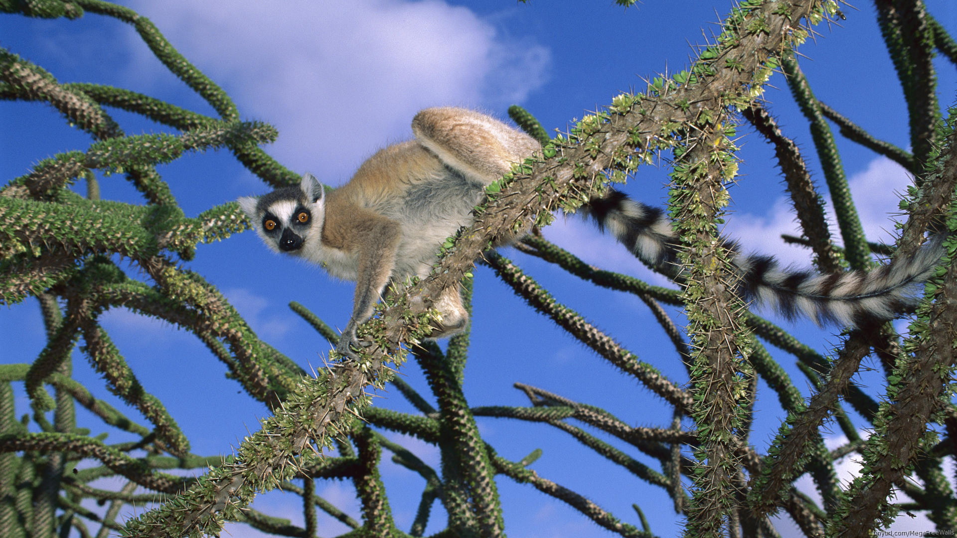 263187 Bild herunterladen tiere, lemur, affen - Hintergrundbilder und Bildschirmschoner kostenlos