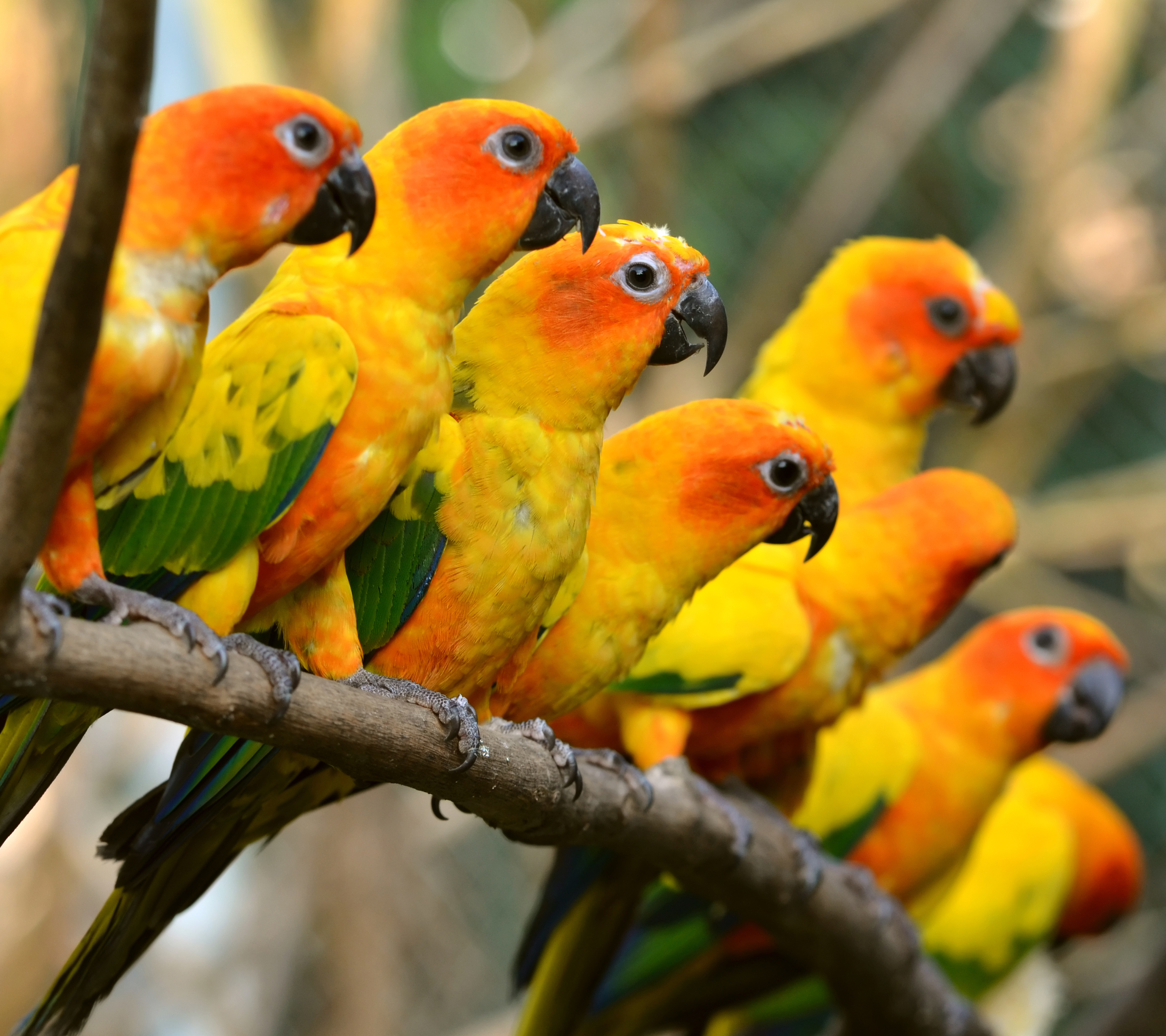 1121057 Bild herunterladen tiere, sonnensittich, vogel, papagei, vögel - Hintergrundbilder und Bildschirmschoner kostenlos