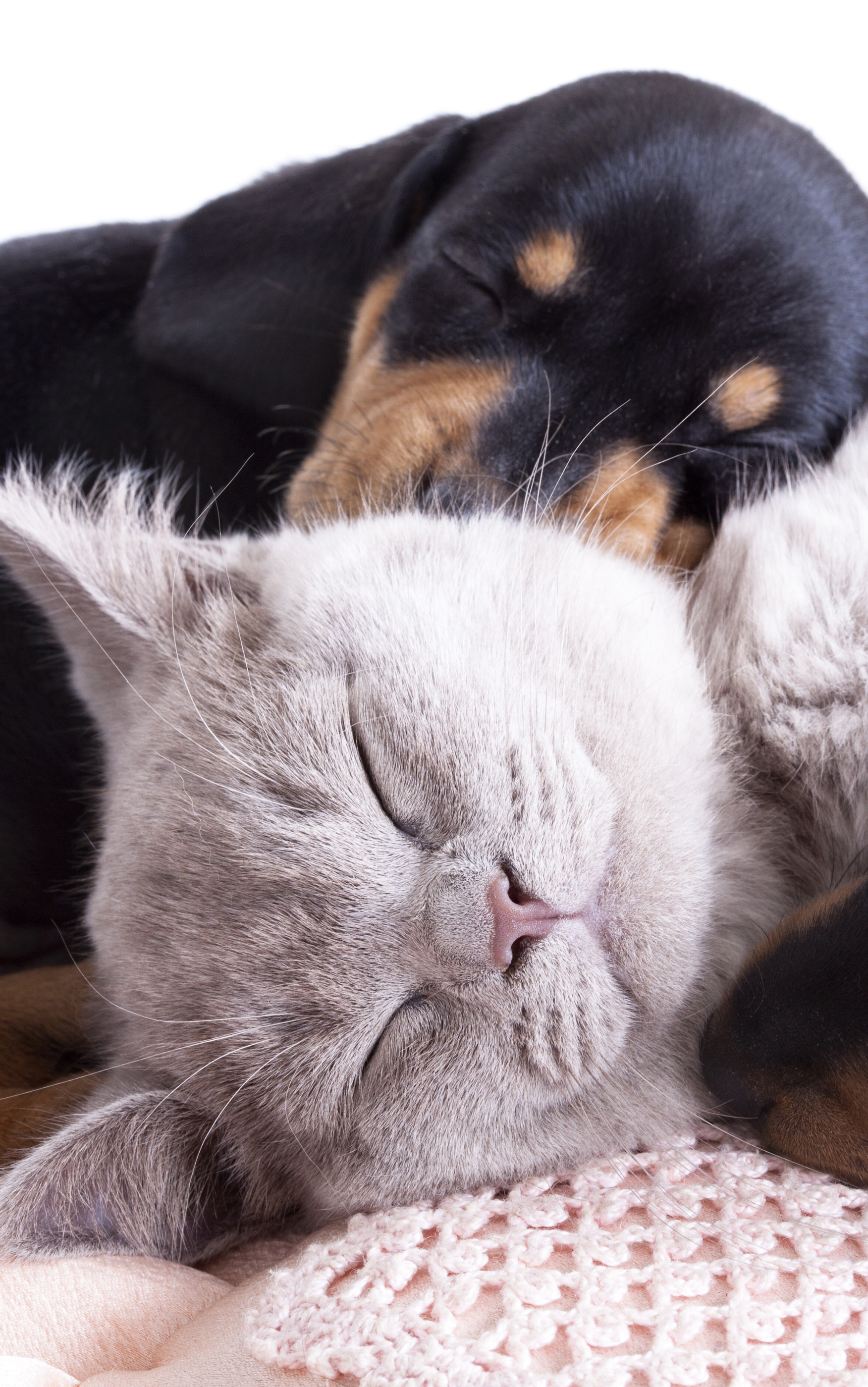 Download mobile wallpaper Cat, Dog, Animal, Puppy, Sleeping, Cute, Beagle, Baby Animal, Cat & Dog for free.