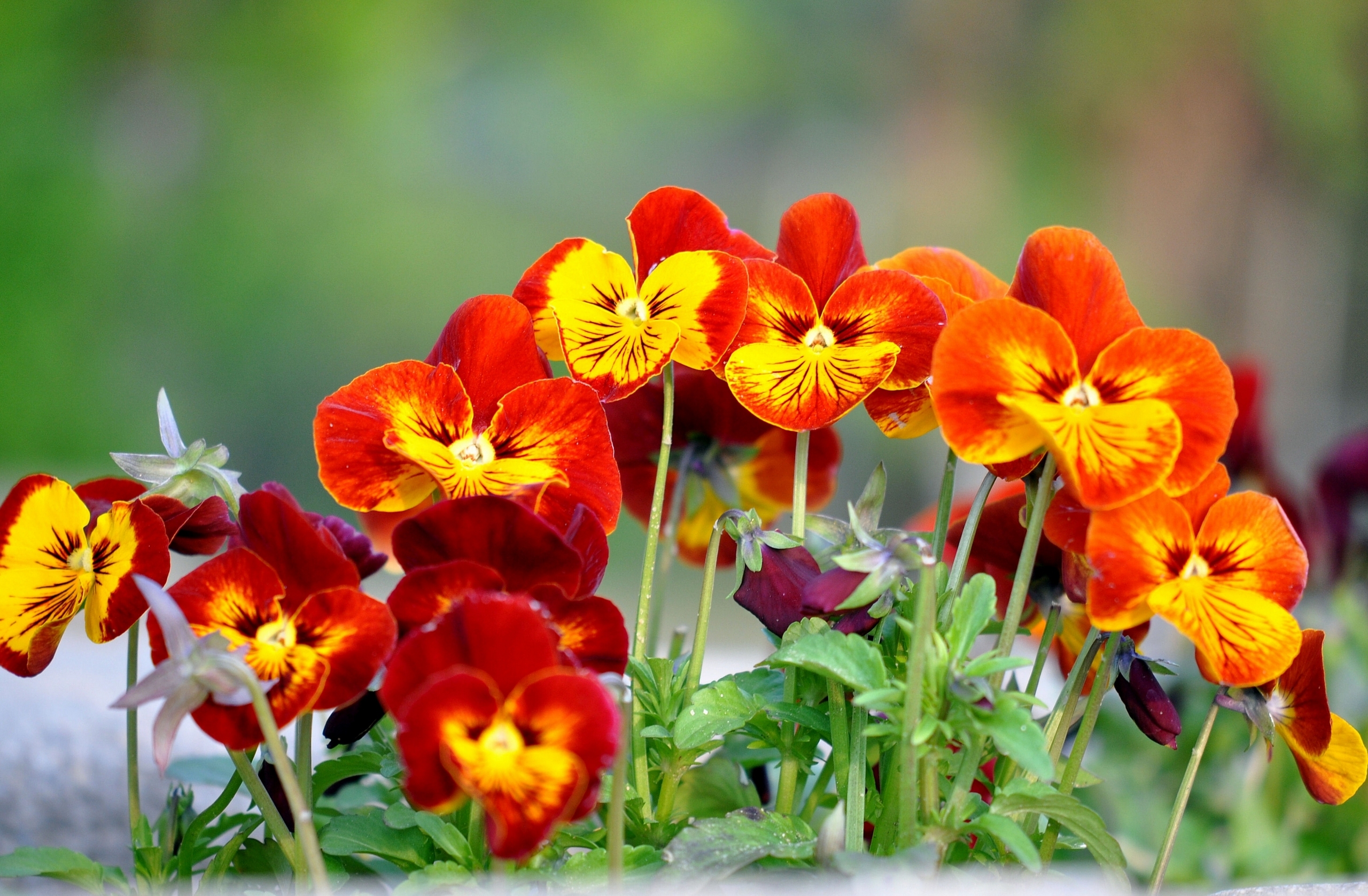Baixe gratuitamente a imagem Flores, Terra/natureza, Amor Perfeito De Jardim na área de trabalho do seu PC