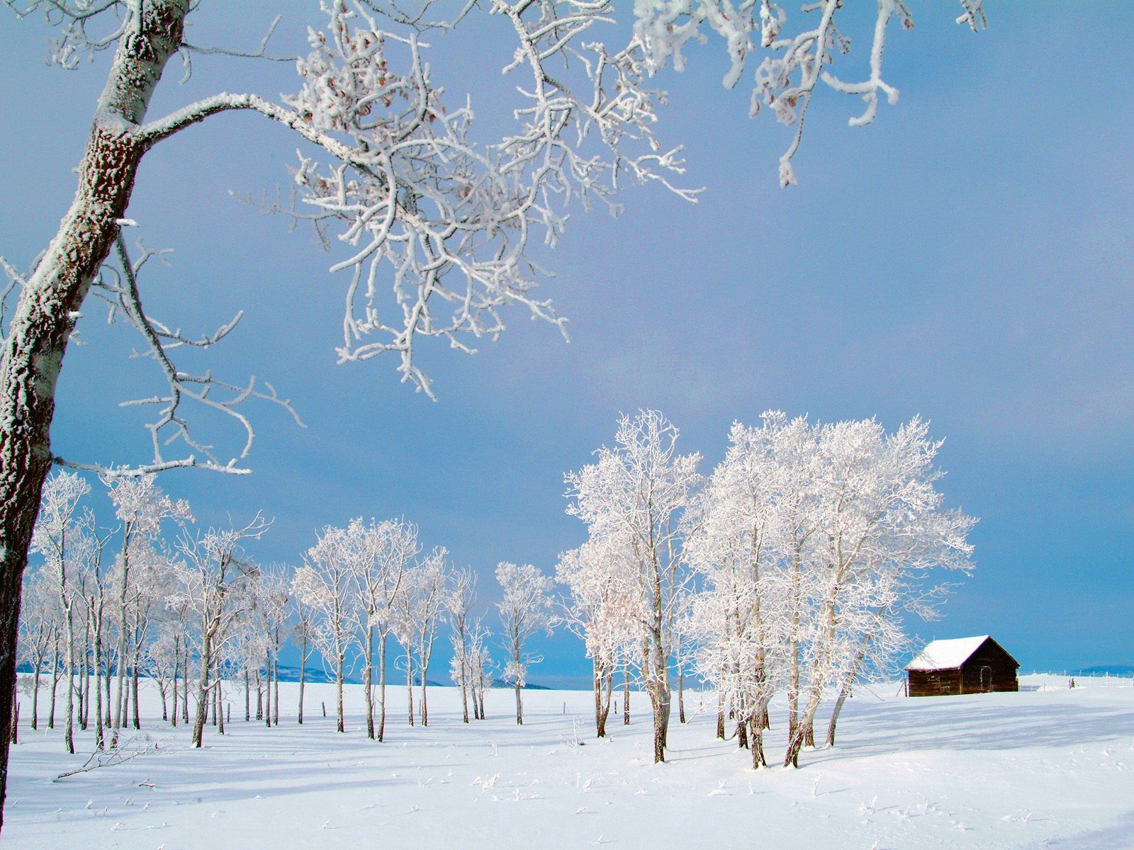 Handy-Wallpaper Bäume, Lodge, Rauhreif, Natur, Schnee, Feld, Kleines Haus, Frost, Winter kostenlos herunterladen.