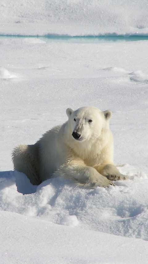 Baixar papel de parede para celular de Animais, Urso Polar, Ursos gratuito.