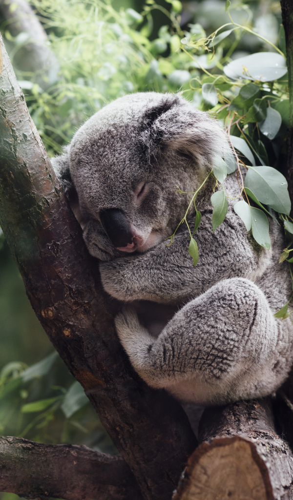 Handy-Wallpaper Tiere, Schlafen, Koala kostenlos herunterladen.