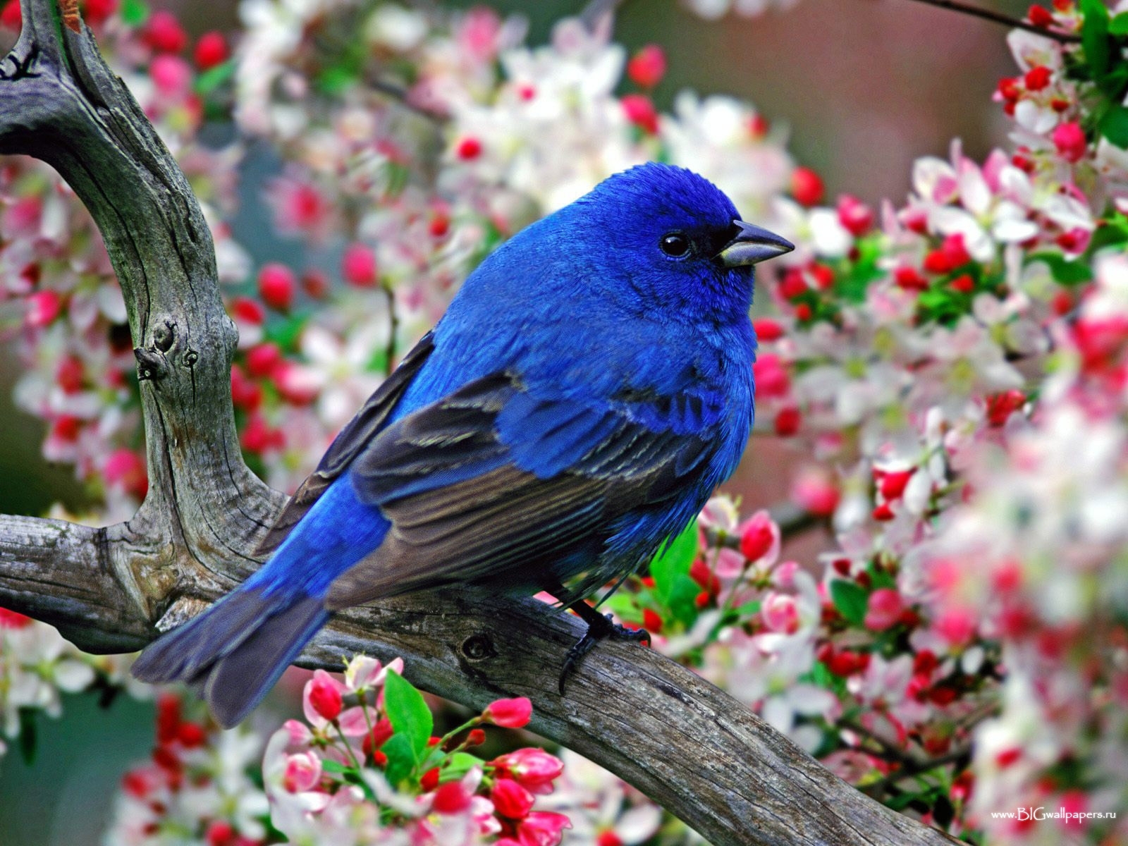 6666 descargar imagen flores, animales, birds: fondos de pantalla y protectores de pantalla gratis