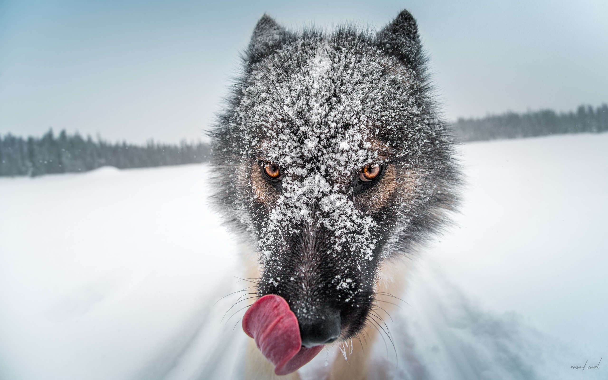 Laden Sie das Tiere, Winter, Schnee, Wolf, Starren, Tiefenschärfe, Wolves-Bild kostenlos auf Ihren PC-Desktop herunter