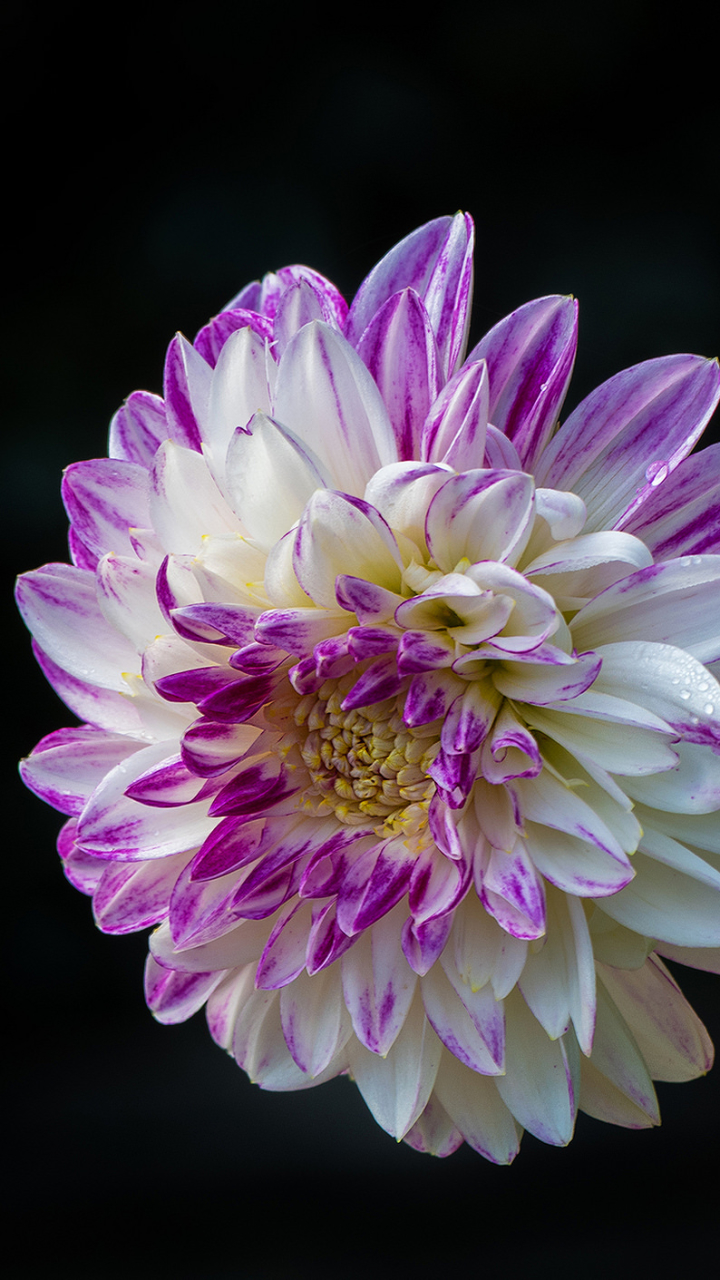 Descarga gratuita de fondo de pantalla para móvil de Flores, Flor, Tierra, Dalia, Flor Blanca, Tierra/naturaleza.