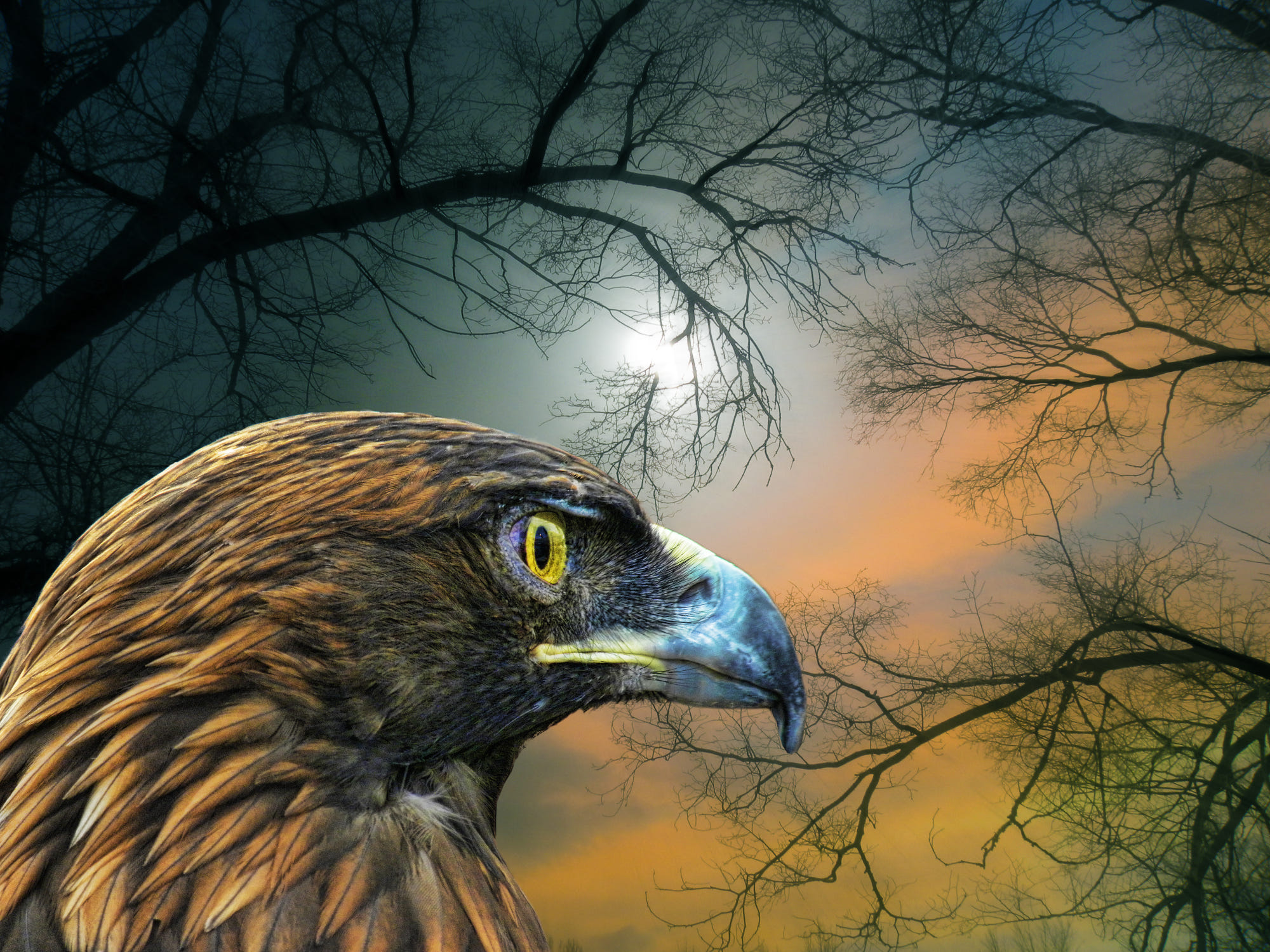 422881 descargar fondo de pantalla animales, águila real, águila, cabeza, noche, aves: protectores de pantalla e imágenes gratis