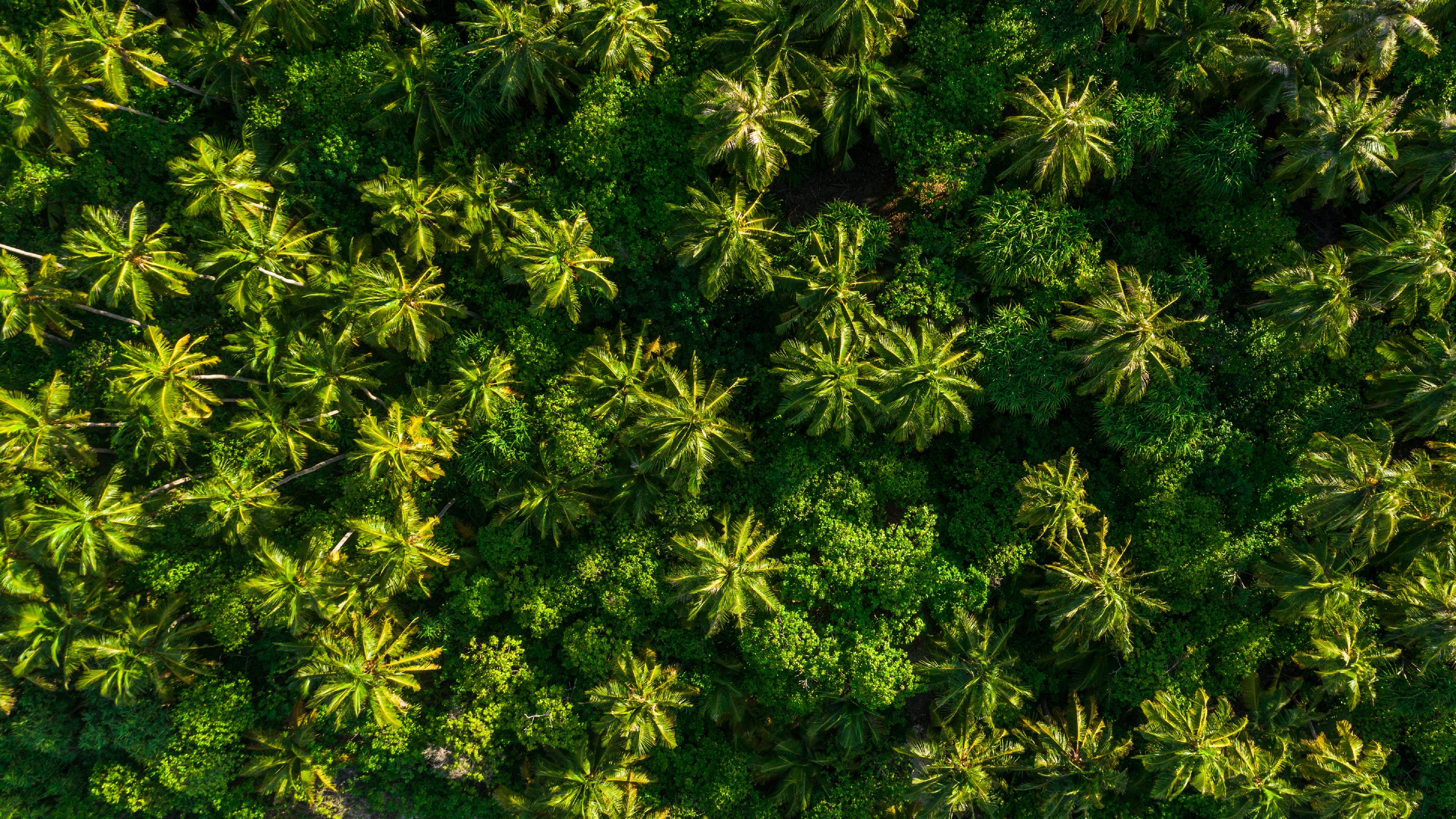 Download mobile wallpaper Forest, Earth, Tropical, Aerial, Palm Tree for free.
