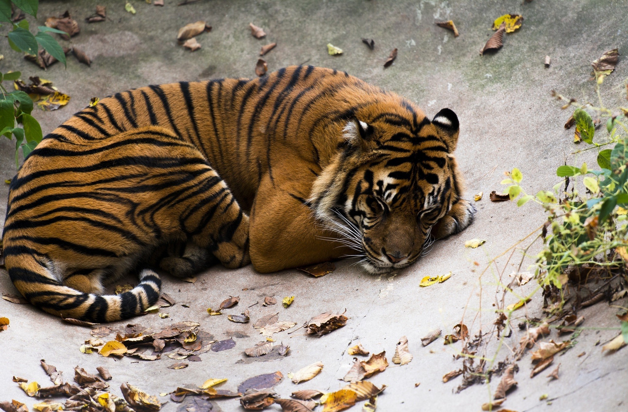 Download mobile wallpaper Leaf, Sleeping, Cats, Animal, Tiger for free.