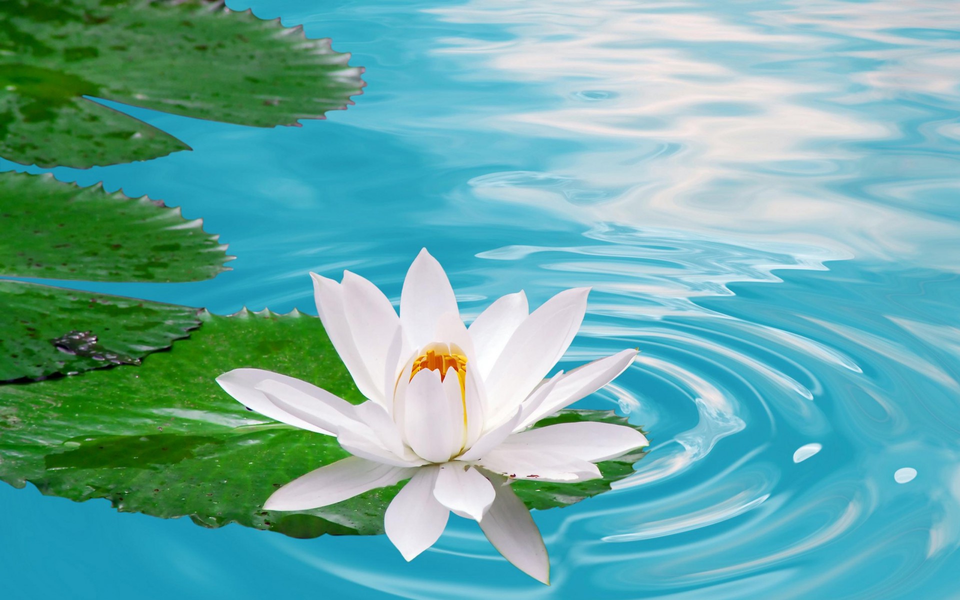 Laden Sie das Blumen, Lotus, Erde/natur-Bild kostenlos auf Ihren PC-Desktop herunter