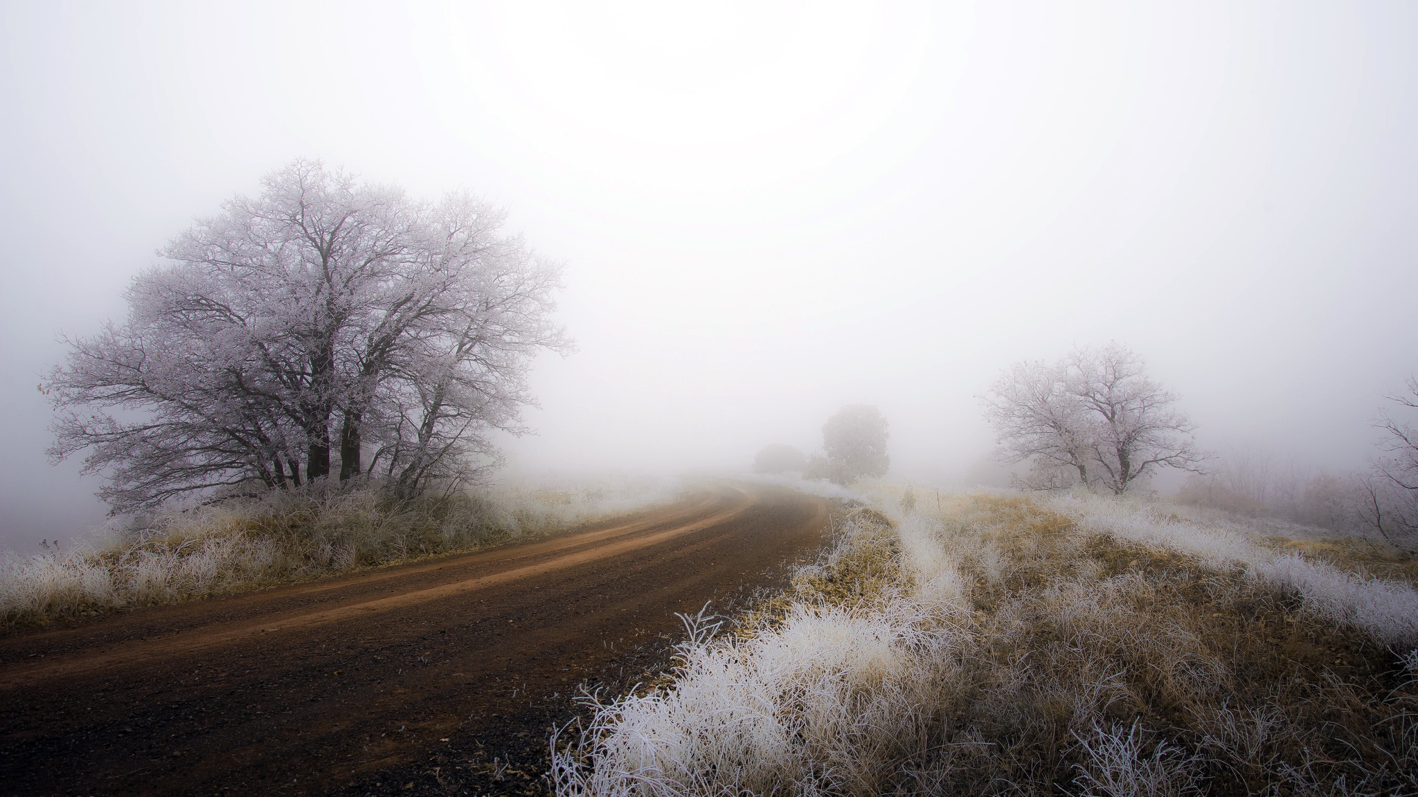 Download mobile wallpaper Nature, Tree, Fog, Earth, Dirt Road for free.