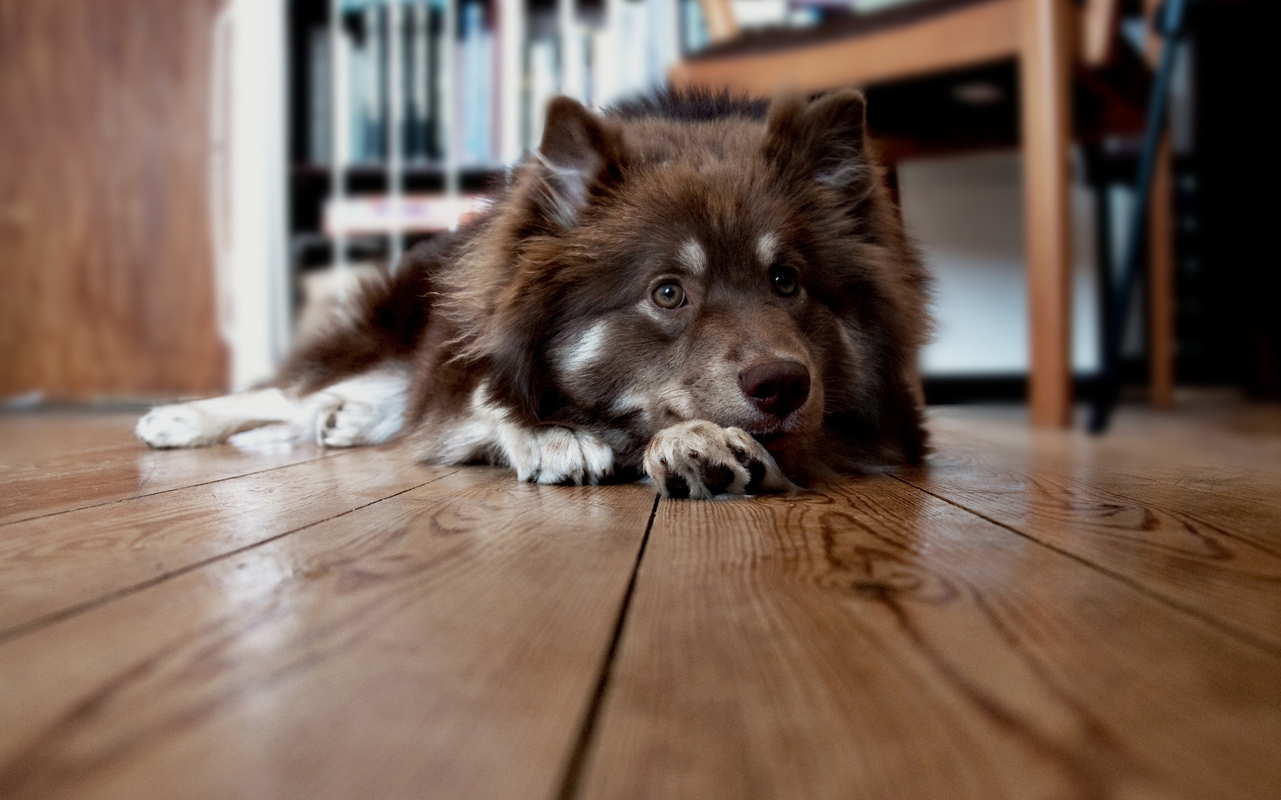 Baixar papel de parede para celular de Animais, Cães, Cão gratuito.