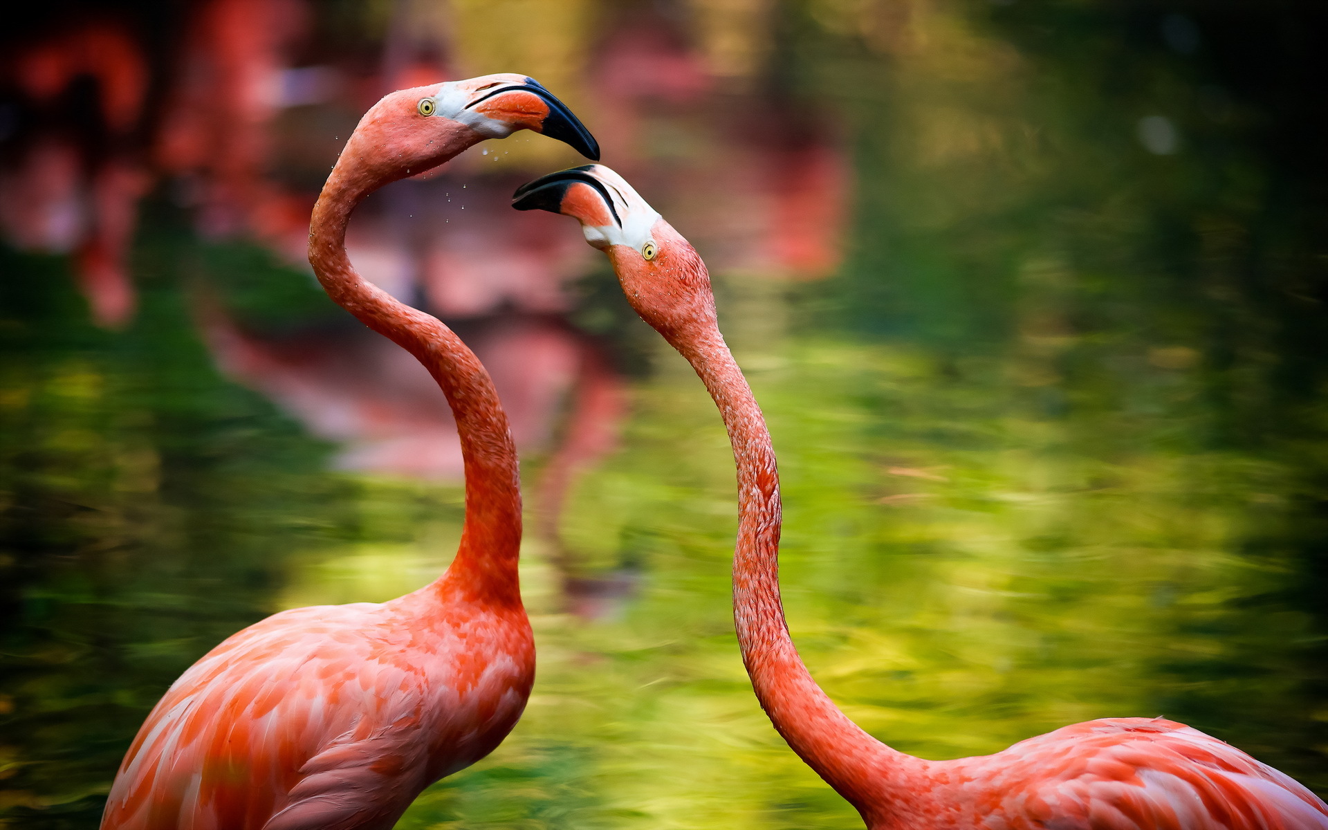 Handy-Wallpaper Flamingo, Vögel, Tiere kostenlos herunterladen.