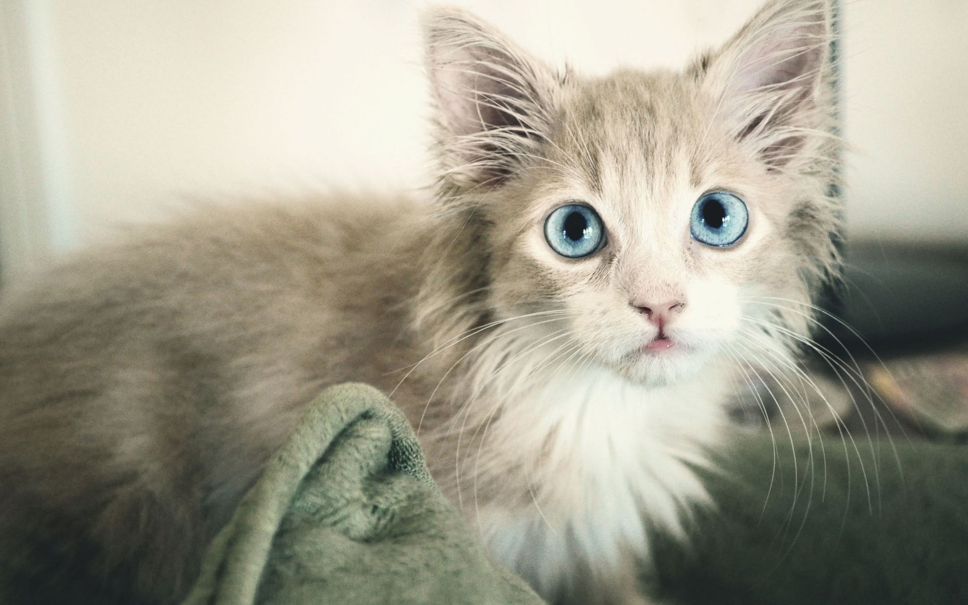 Téléchargez des papiers peints mobile Animaux, Chat gratuitement.