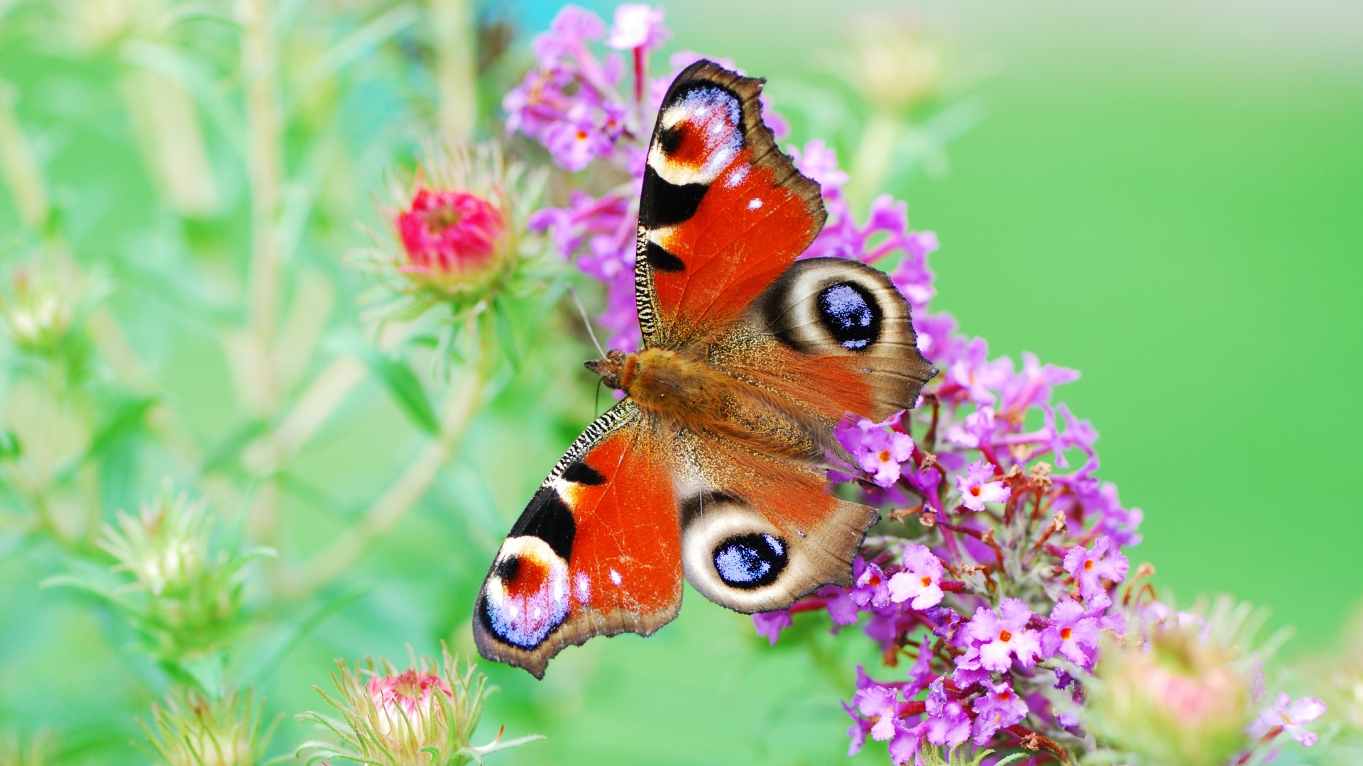 Full HD butterflies, insects