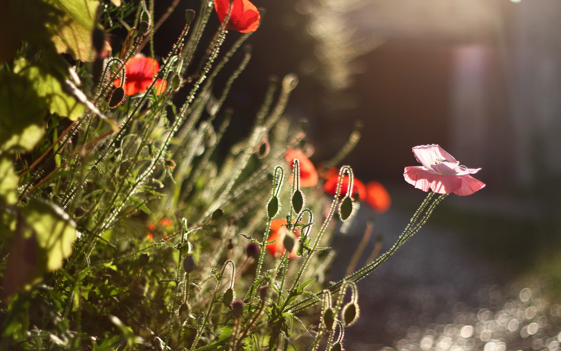 Handy-Wallpaper Blumen, Mohn, Erde/natur kostenlos herunterladen.