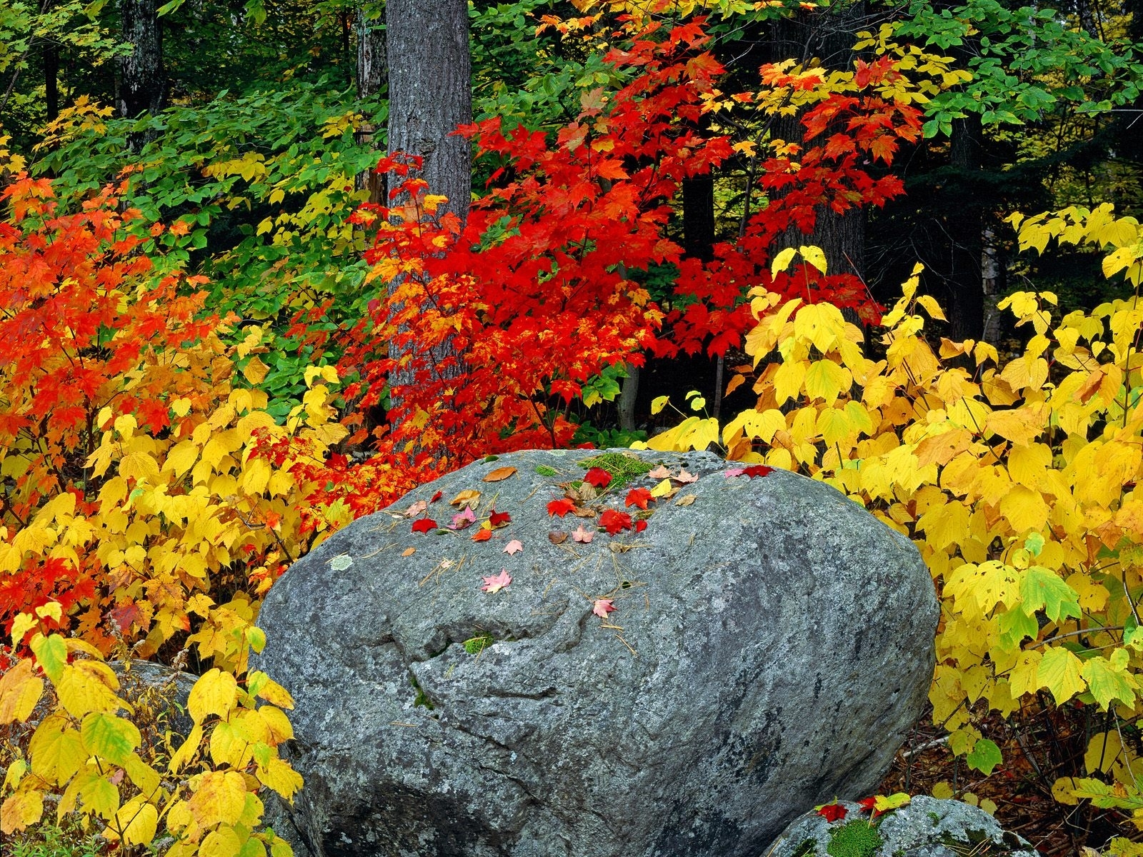 Download mobile wallpaper Stones, Plants, Leaves, Landscape, Autumn for free.