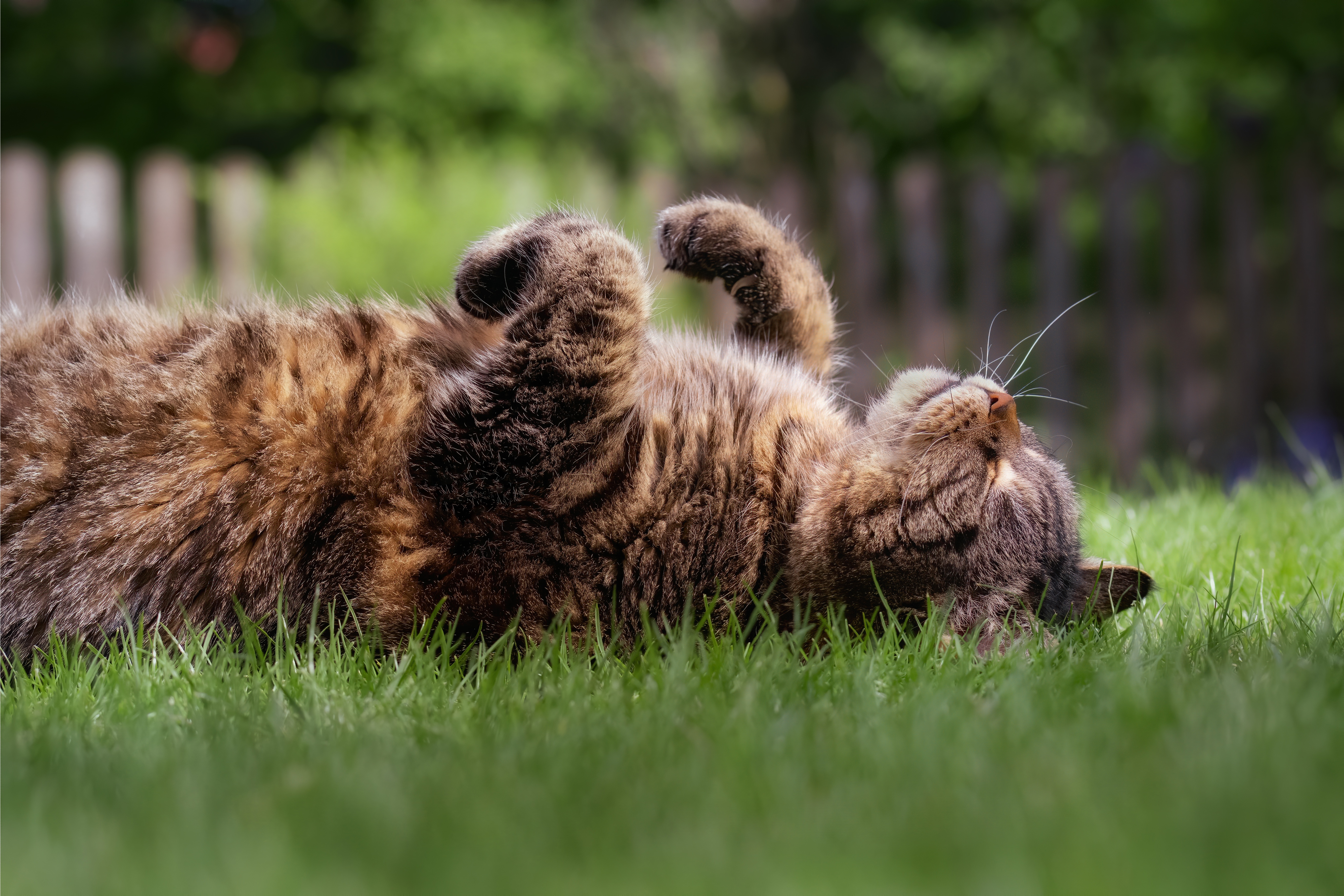 Handy-Wallpaper Tiere, Katzen, Katze, Schlafen kostenlos herunterladen.