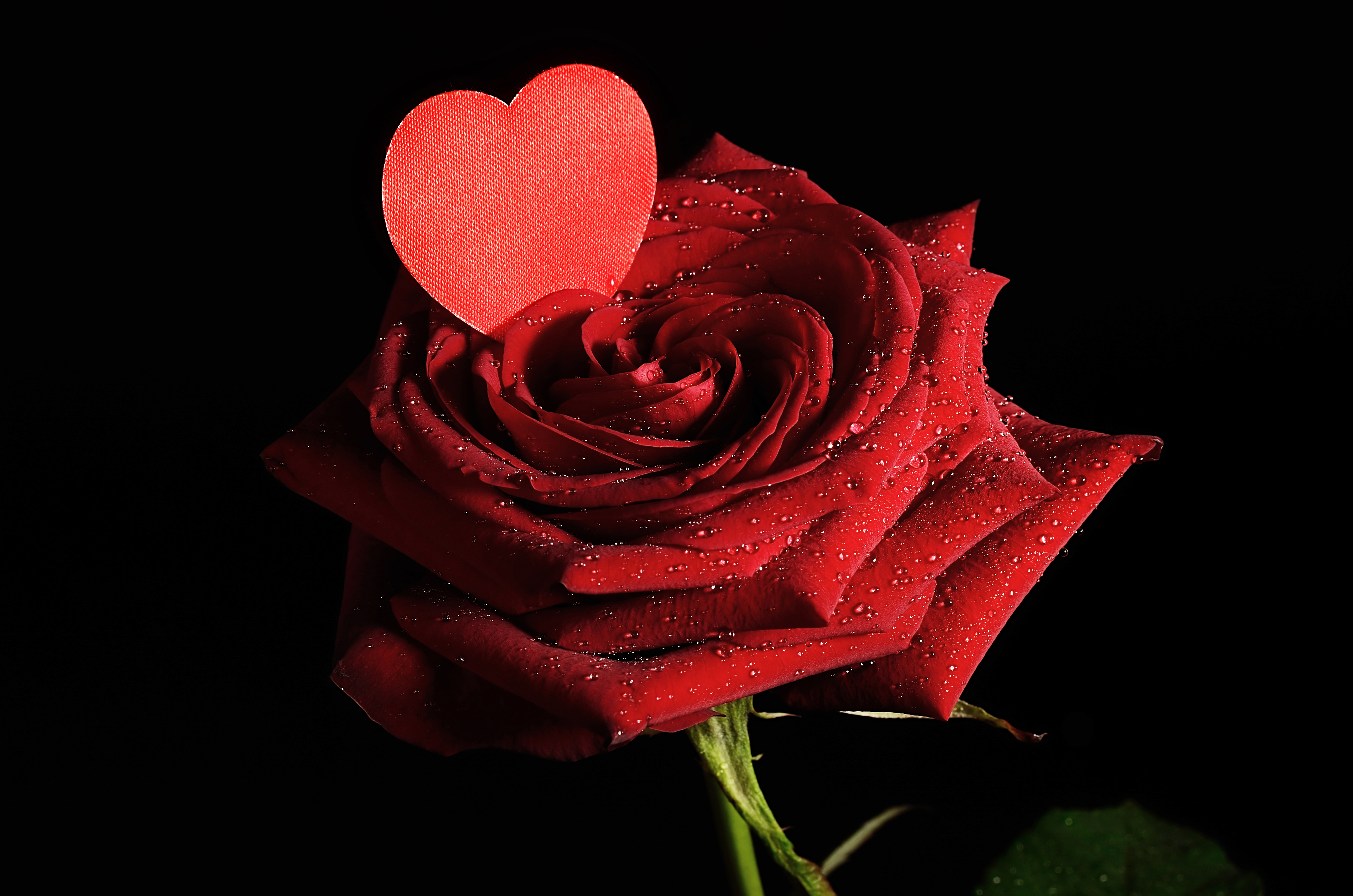 Baixe gratuitamente a imagem Flores, Rosa, Flor, Coração, Rosa Vermelha, Flor Vermelha, Terra/natureza na área de trabalho do seu PC