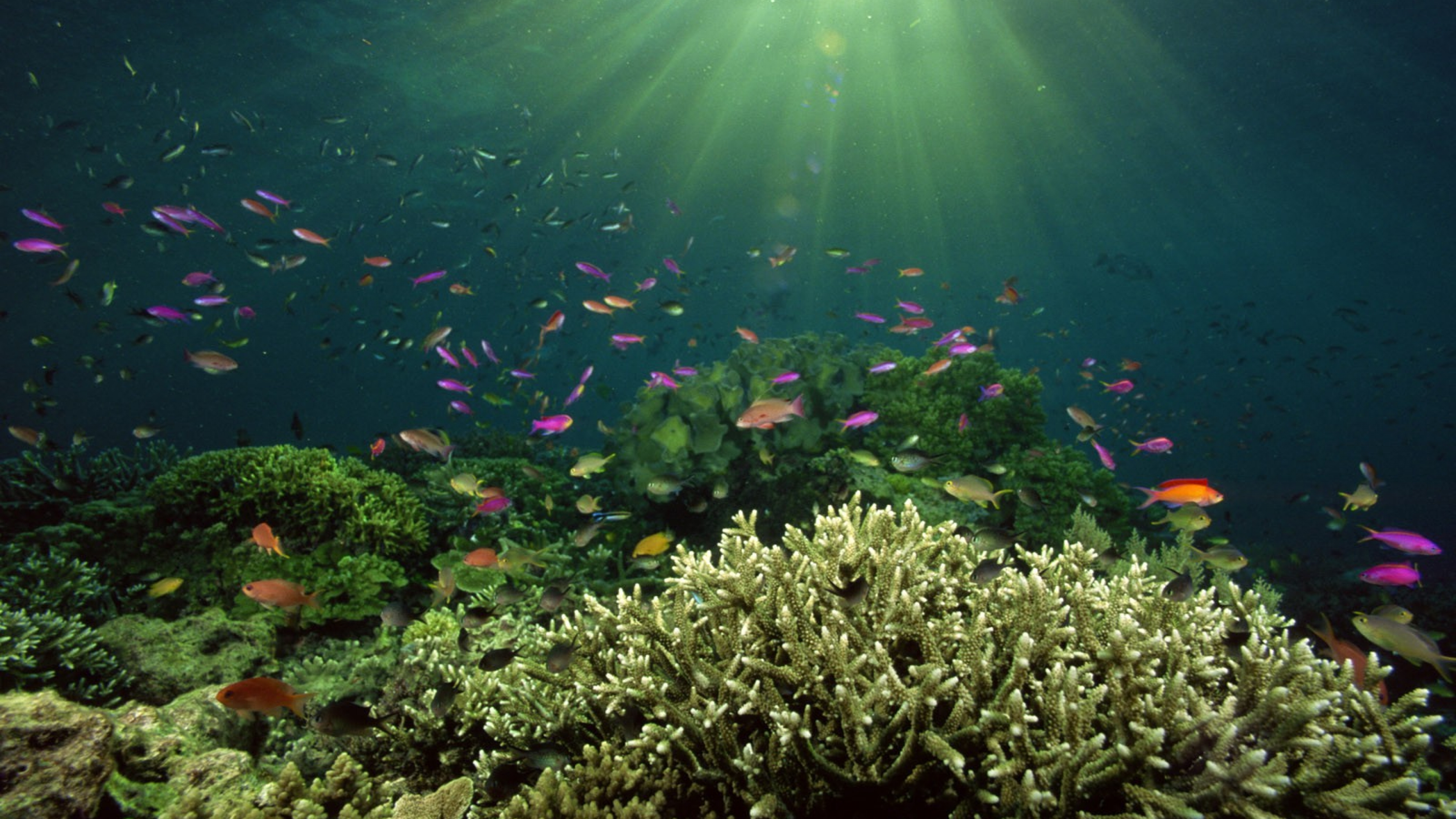 1501920 Hintergrundbild herunterladen tiere, fisch, korallenriff, meer, unterwasser - Bildschirmschoner und Bilder kostenlos