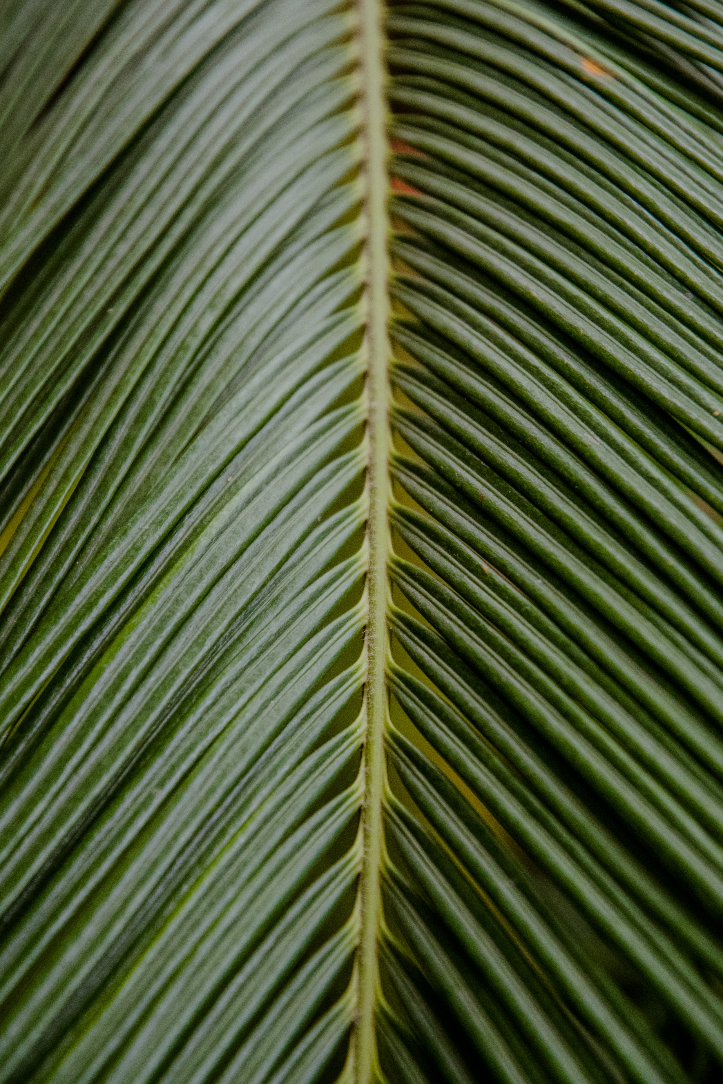 Download mobile wallpaper Branch, Macro, Palm, Leaflet, Tropical for free.