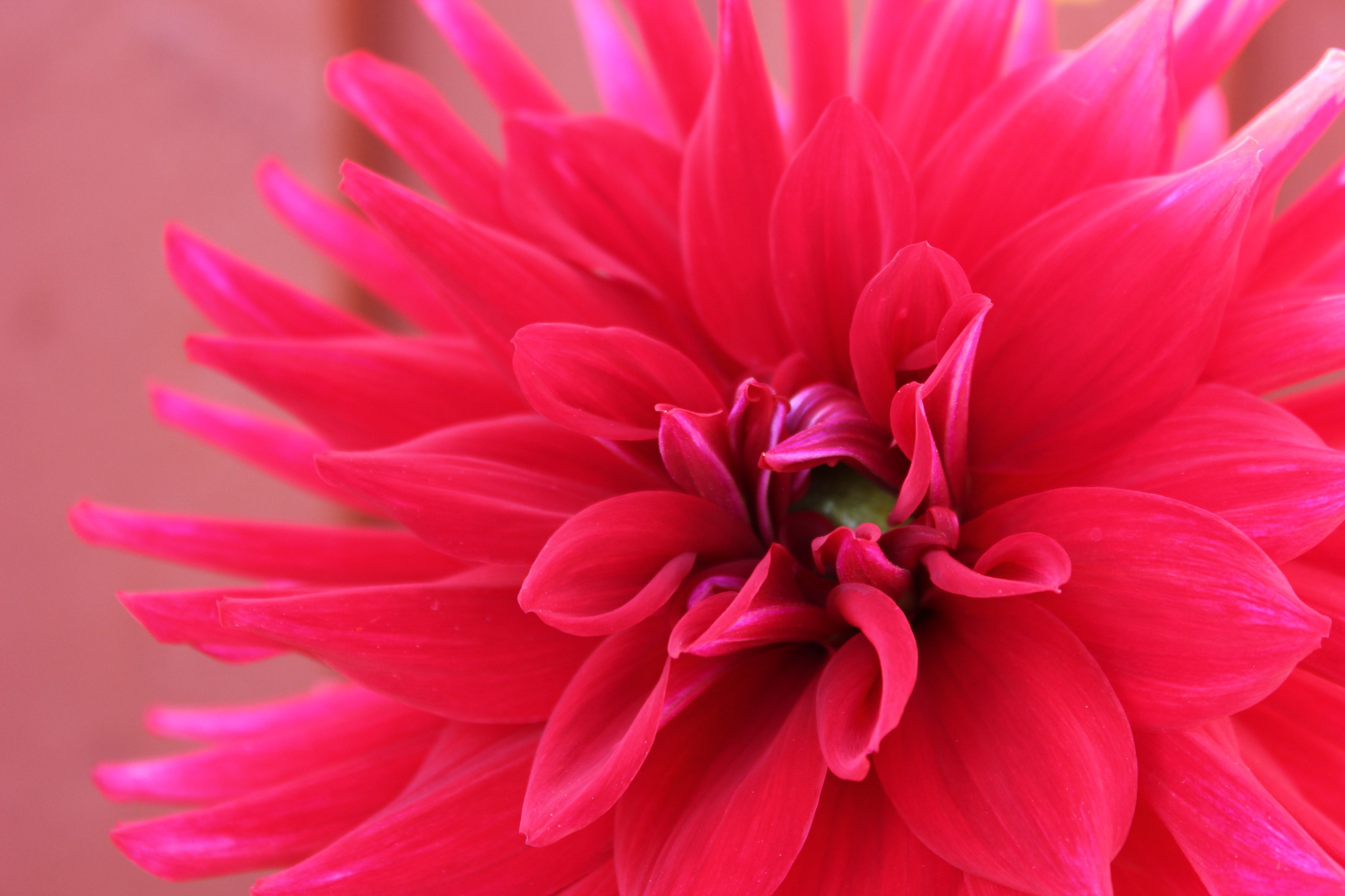 Descarga gratuita de fondo de pantalla para móvil de Flores, Flor, Flor Rosa, De Cerca, Dalia, Tierra/naturaleza.