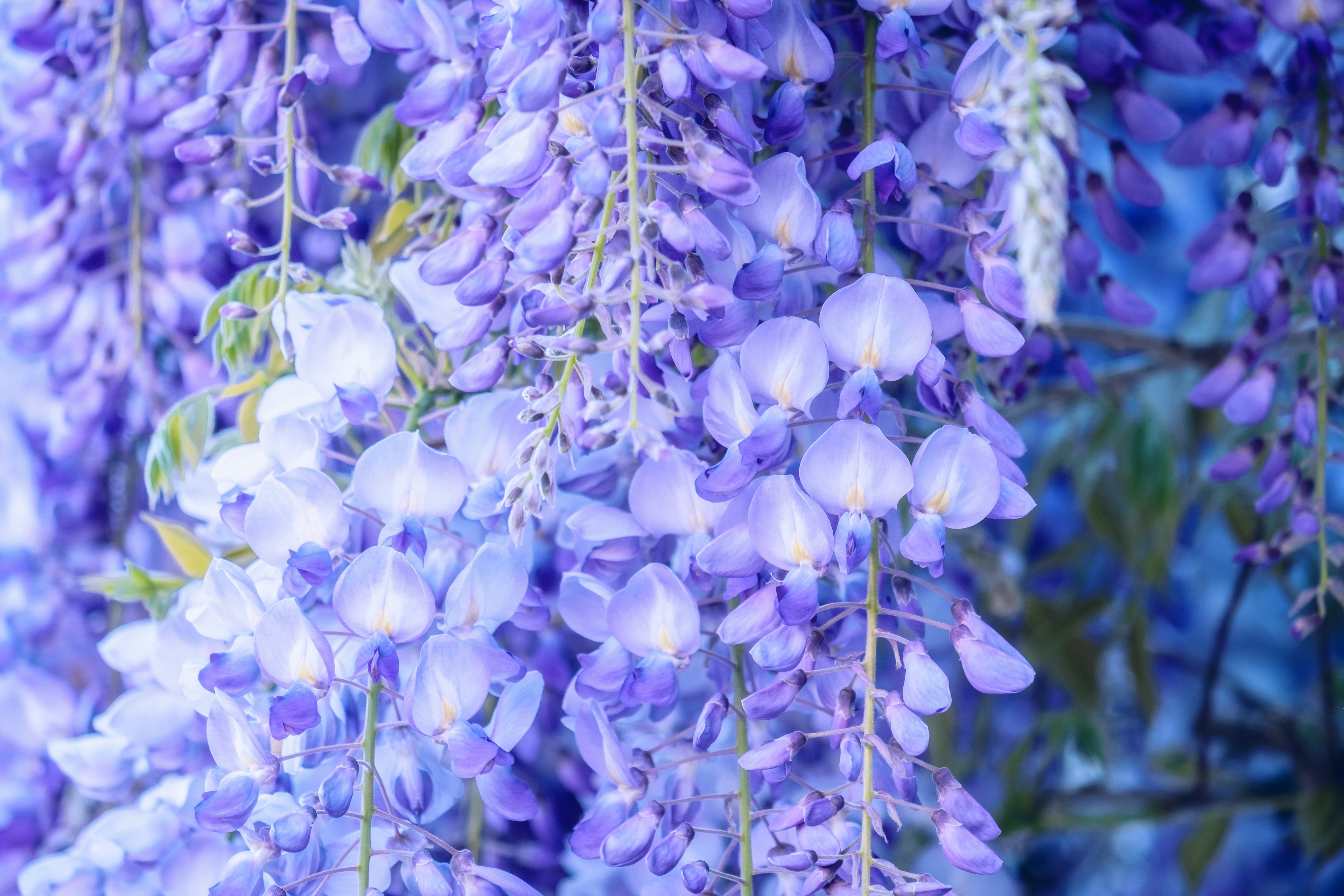 Download mobile wallpaper Flowers, Flower, Close Up, Earth, Wisteria for free.